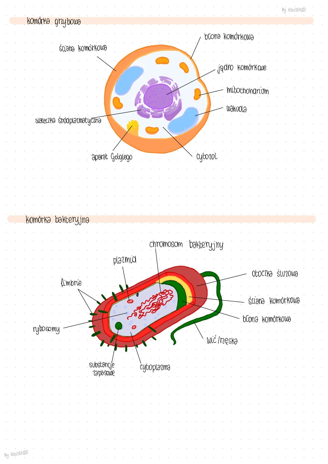 buclown komórki
komórka zwierzęca
cytona
Komórka roślinna
aparat Golgiego
cytorol
jadro komórkowe
mitochondrium
wodniczka
jadro
siateczka Śr