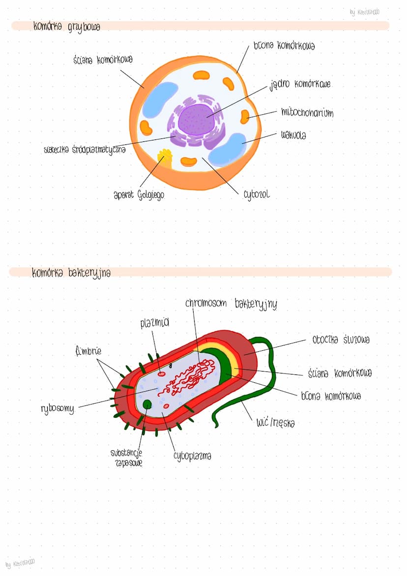 buclown komórki
komórka zwierzęca
cytona
Komórka roślinna
aparat Golgiego
cytorol
jadro komórkowe
mitochondrium
wodniczka
jadro
siateczka Śr