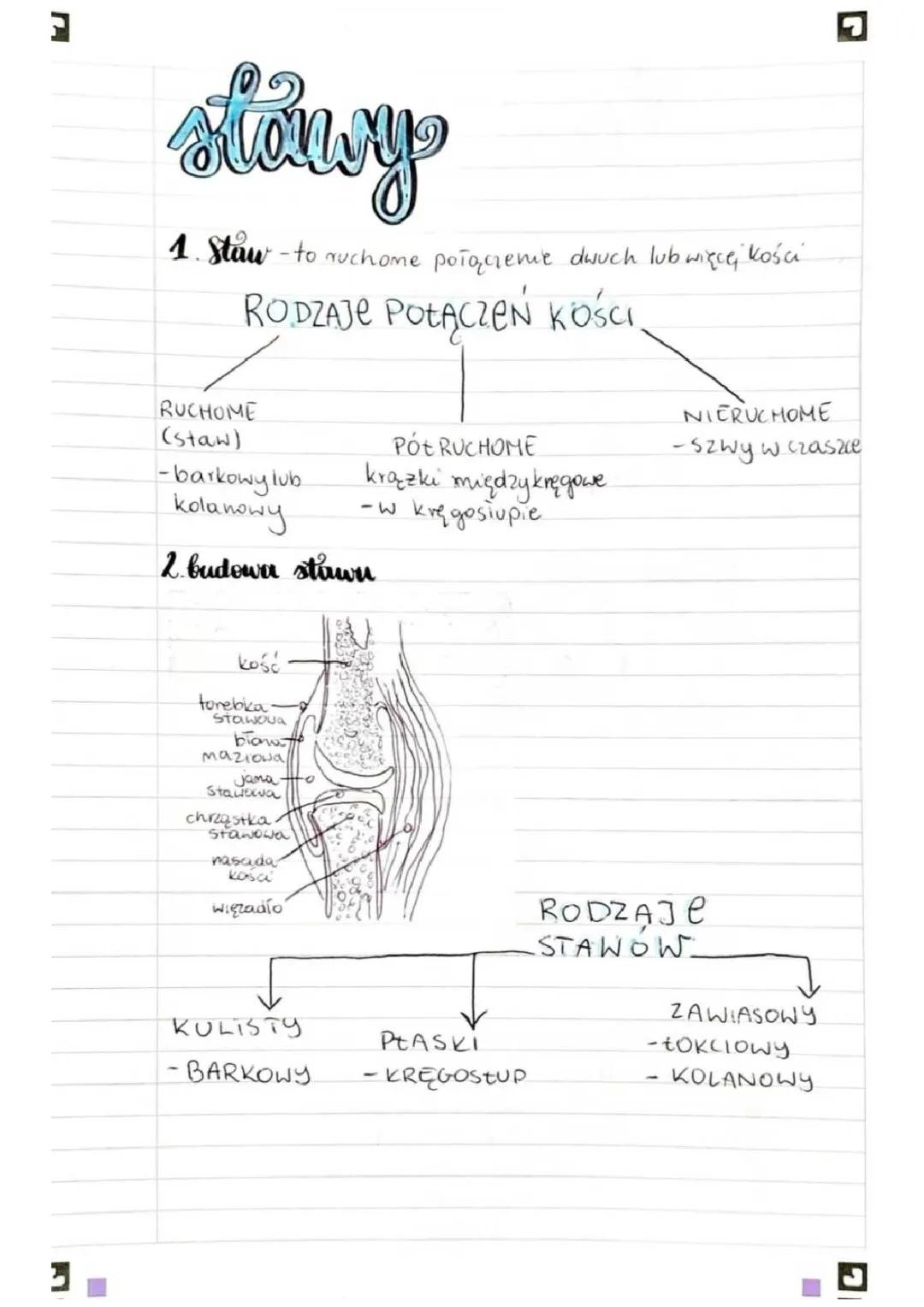 Wszystko o Stawach: Rodzaje i Budowa