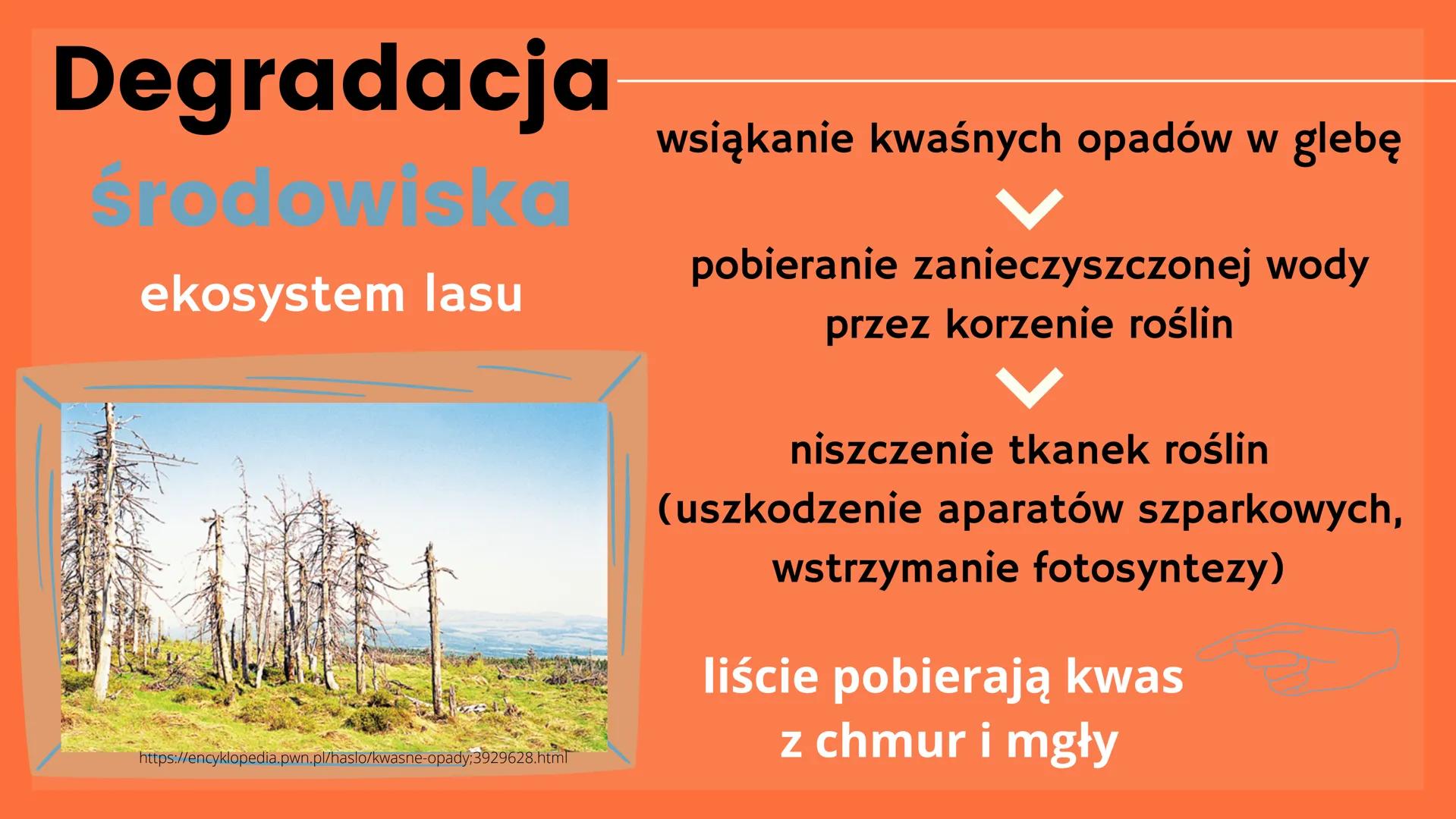 Kwaśne
opady Przyczyny
rozwój przemysłu i motoryzacji
emisja tlenków siarki, azotu, węgla
łączenie tlenków z parą wodną
odczyn kwasowy deszc