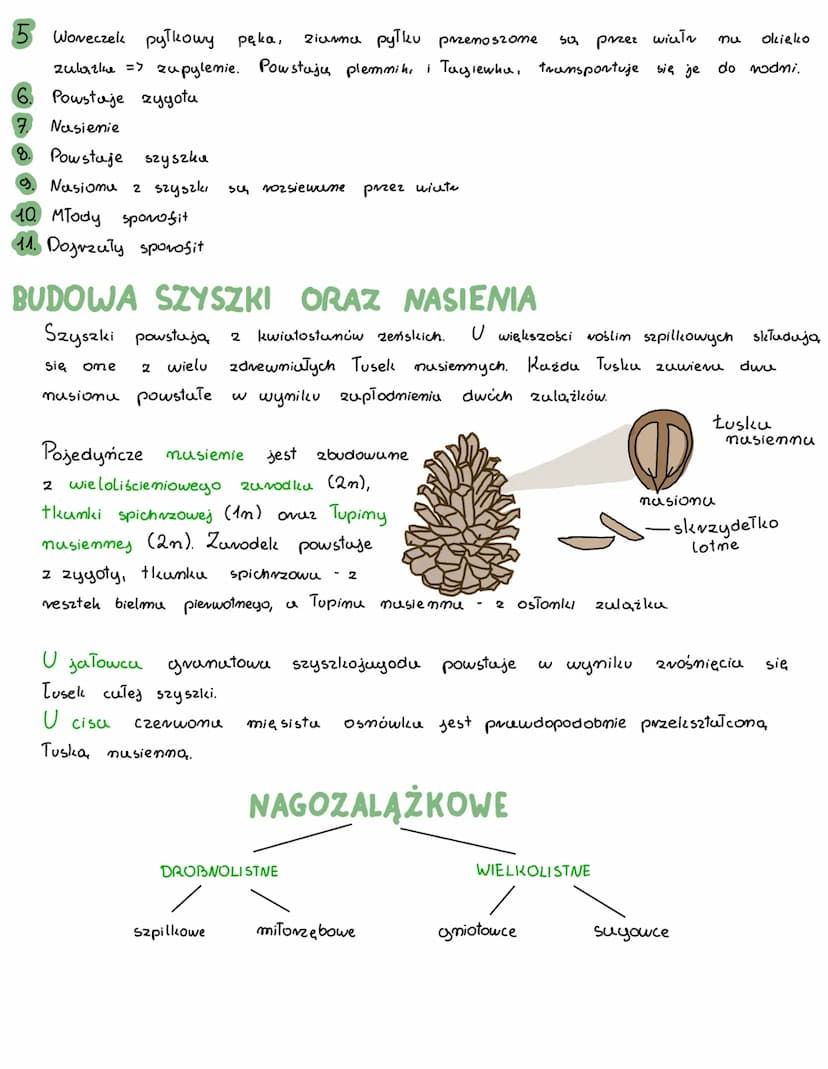 ROSLINY NAGOZAŁĄZKOWE
Do muyozulążkowych nuleżą wieloletnie voślimy drzewiaste mujczęścień drzewu,
rzadzies krzewy.
korzenie i Todyyi cechuj