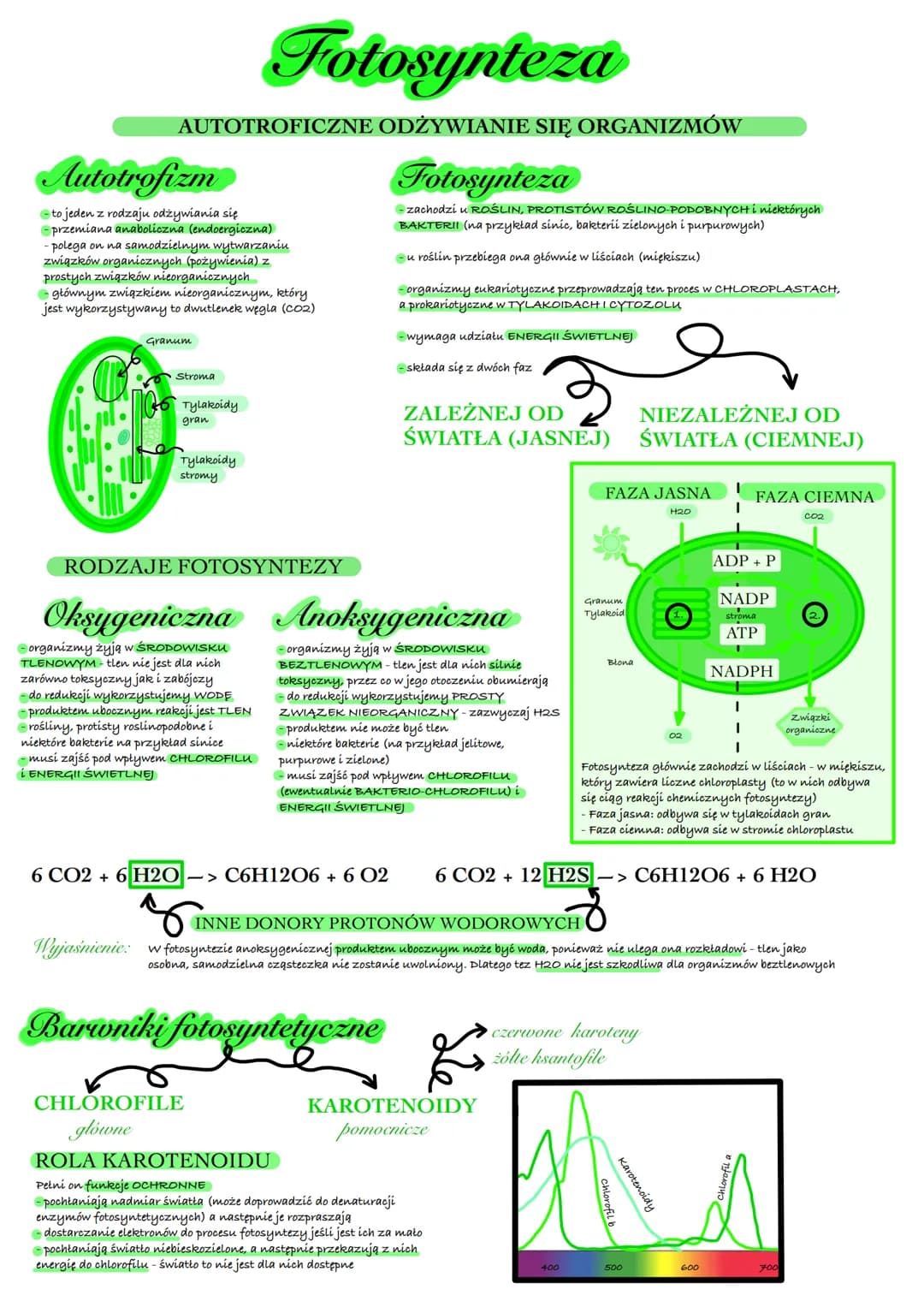 Fotosynteza
AUTOTROFICZNE ODŻYWIANIE SIĘ ORGANIZMÓW
Autotrofizm
to jeden z rodzaju odżywiania się
-przemiana anaboliczna (endoergiczna)
-pol