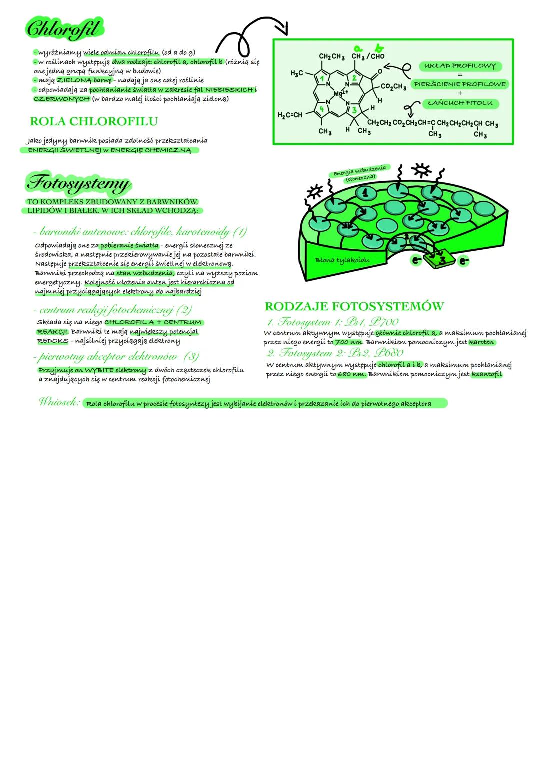 Fotosynteza
AUTOTROFICZNE ODŻYWIANIE SIĘ ORGANIZMÓW
Autotrofizm
to jeden z rodzaju odżywiania się
-przemiana anaboliczna (endoergiczna)
-pol