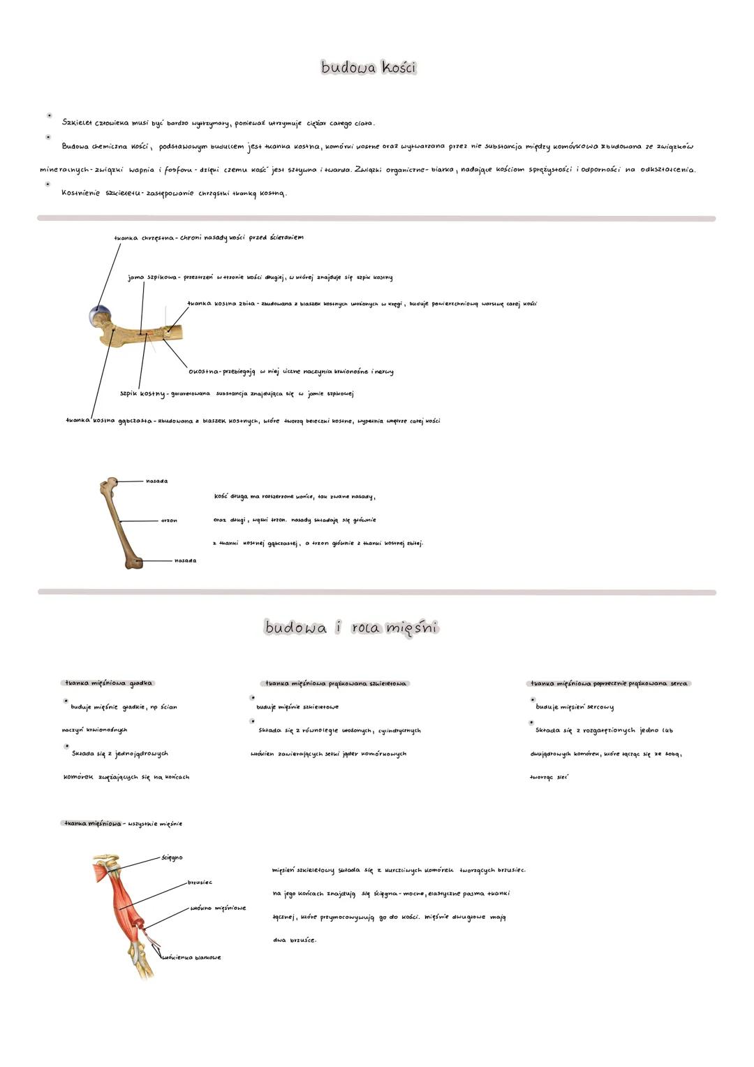# budowa kości

*   Sakieces człowieka musi być bardzo wyrzymory, poniewać utrrymuje cięstion carego clara.

*   Budowa chemiczna kości, pod
