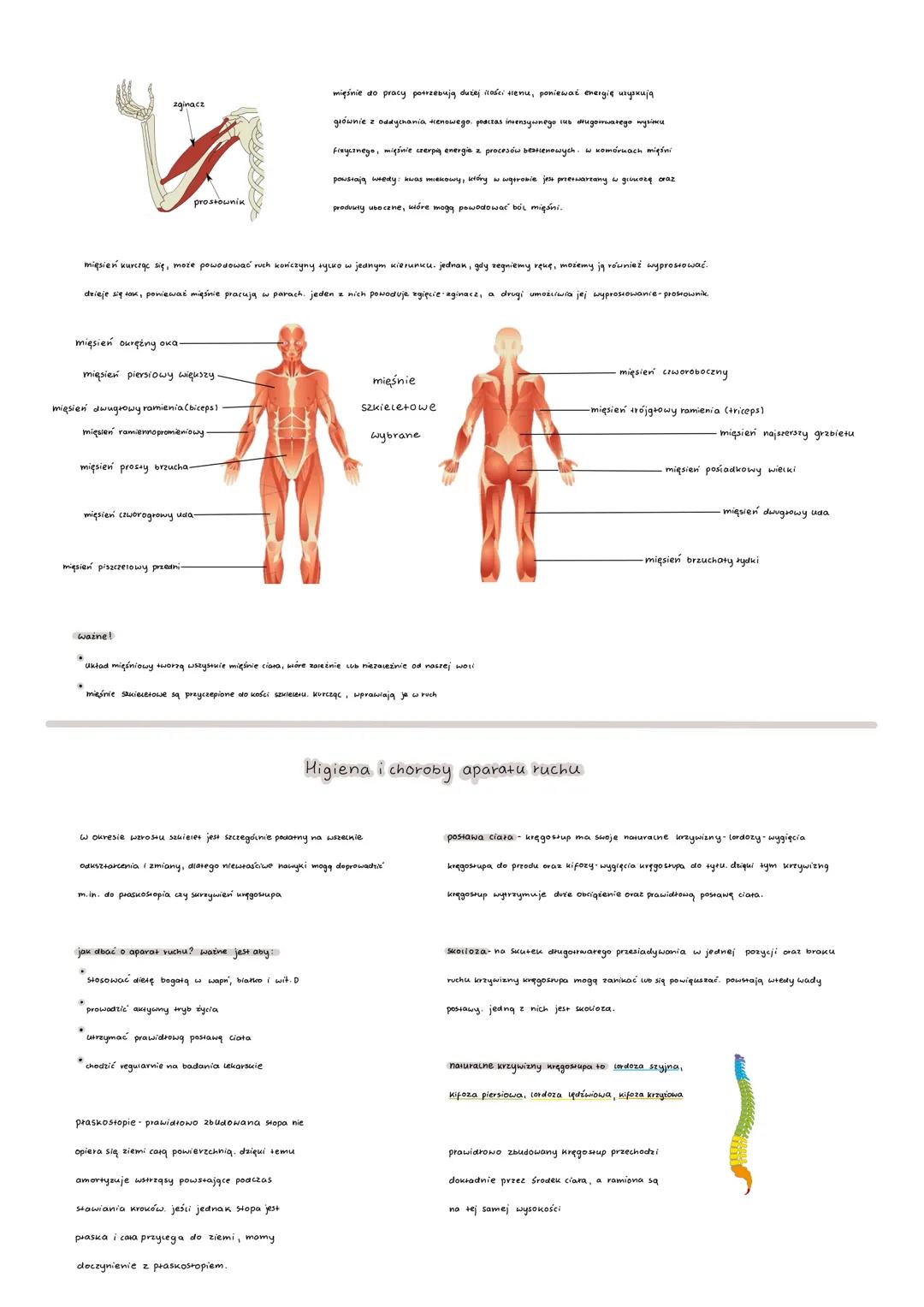 # budowa kości

*   Sakieces człowieka musi być bardzo wyrzymory, poniewać utrrymuje cięstion carego clara.

*   Budowa chemiczna kości, pod