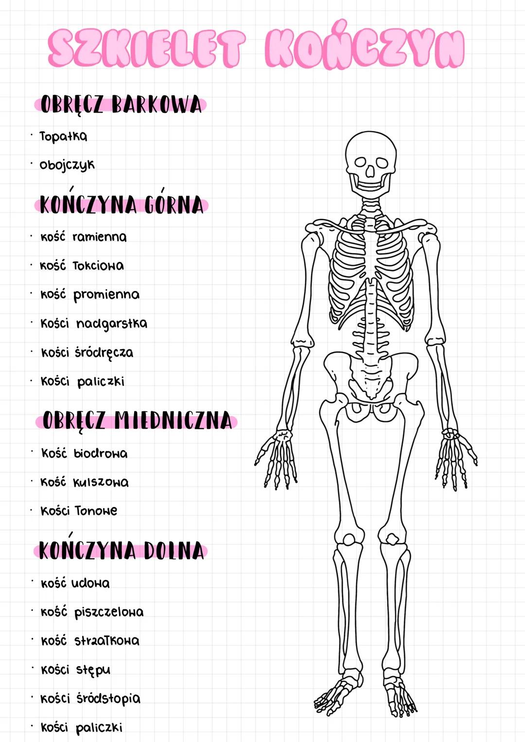 SZKIELET KONCZYN
OBRECZ BARKOWA
• Topatka
.
obojczyk
KOŃCZYNA GÓRNA
Kość ramienna
kość Tokciowа
kość promienna
Kości nadgarstka
kości śródrę