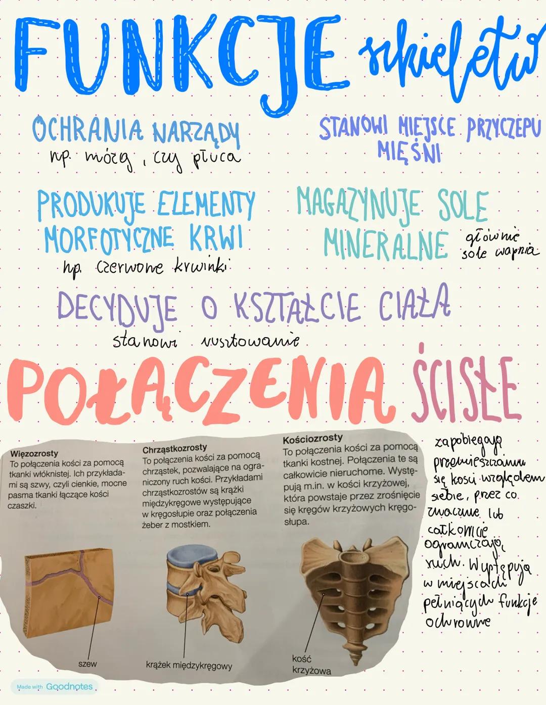 G KC AW
SZKIELET
✓
osiowy
-czaszka
- mostek.
- żebva
констут
-obojczyk
-Topatka.
-kość ramienna
~kość promieniowo
-kręgosłup -kość Tokuona u