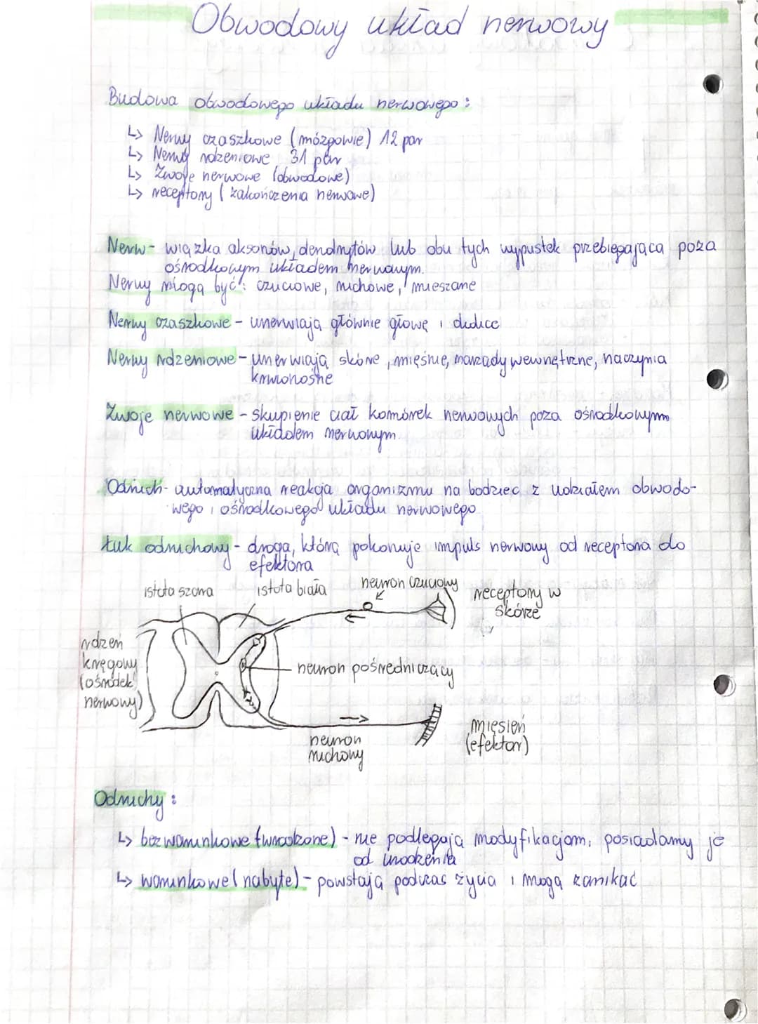Budowa obwodowego układu nerwowego:
L> Nervy oza szhowe (mózgowie) 12 par
Nem 31.
L> Zwoje nerwowe (obwodone)
L> receptory (kakończenia nerw