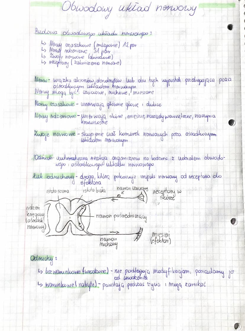 Budowa obwodowego układu nerwowego:
L> Nervy oza szhowe (mózgowie) 12 par
Nem 31.
L> Zwoje nerwowe (obwodone)
L> receptory (kakończenia nerw