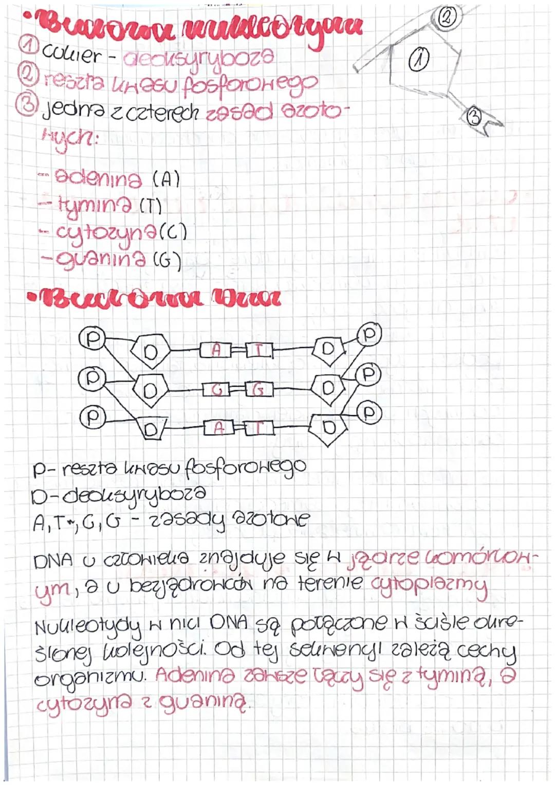 Biologia
GENETYKA-nauko zajmująca się dziedziczeniem oraz
zmiennością organizmów.
GENETYKA
• Cechry dziedzicane i niedziedai-
izme
CECHY DZI
