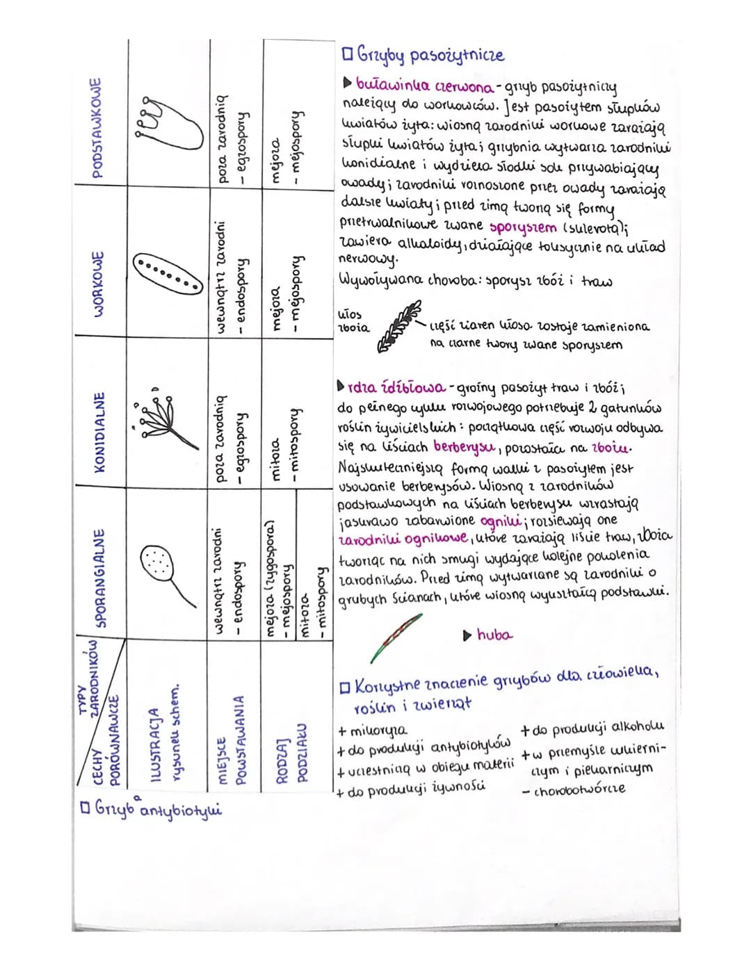 GRZYBY
□(zym są grzyby?
Grzyby to vidrożywne organizmy eukariotyczne, jednokomórkowe lub o wielokomórkowej
plesie noszącej nazwę grybni. Gry