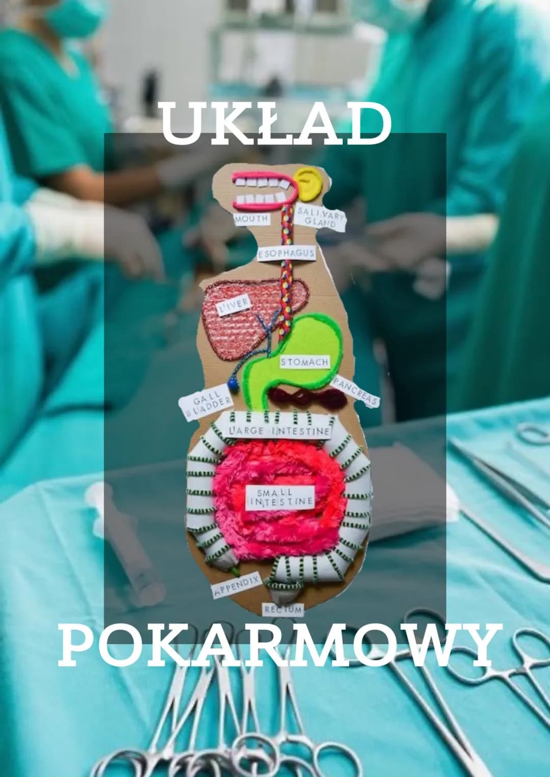 BUDOWA
1. przewód pokarmowy. ściana przewodu składa się z czterech warstw:
→jama ustna
prowadz
szpara ustna
Budowanaummanfa
-
ograniczona
wa