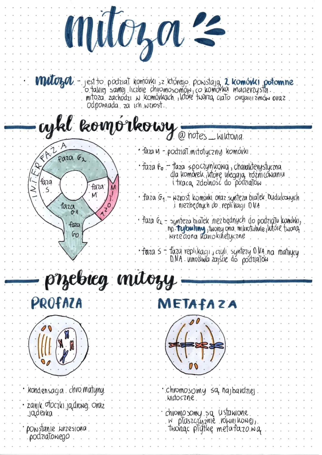 mitoza 2/2
mitoza - jest to podział komórki z którego powstają 2 komórki potomne
o takiej samej liczbie chromosomów, co komorka macierzysta.