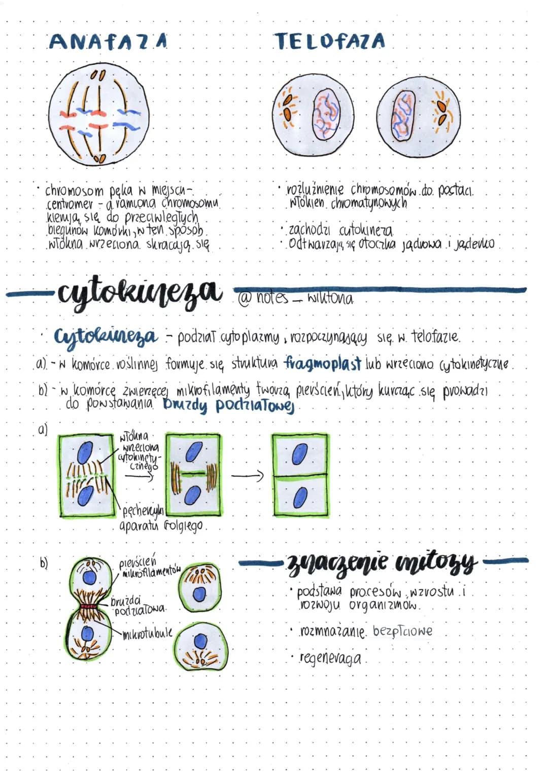 mitoza 2/2
mitoza - jest to podział komórki z którego powstają 2 komórki potomne
o takiej samej liczbie chromosomów, co komorka macierzysta.