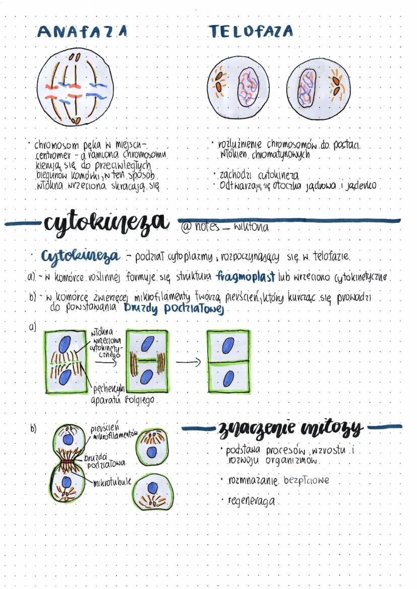 mitoza 2/2
mitoza - jest to podział komórki z którego powstają 2 komórki potomne
o takiej samej liczbie chromosomów, co komorka macierzysta.