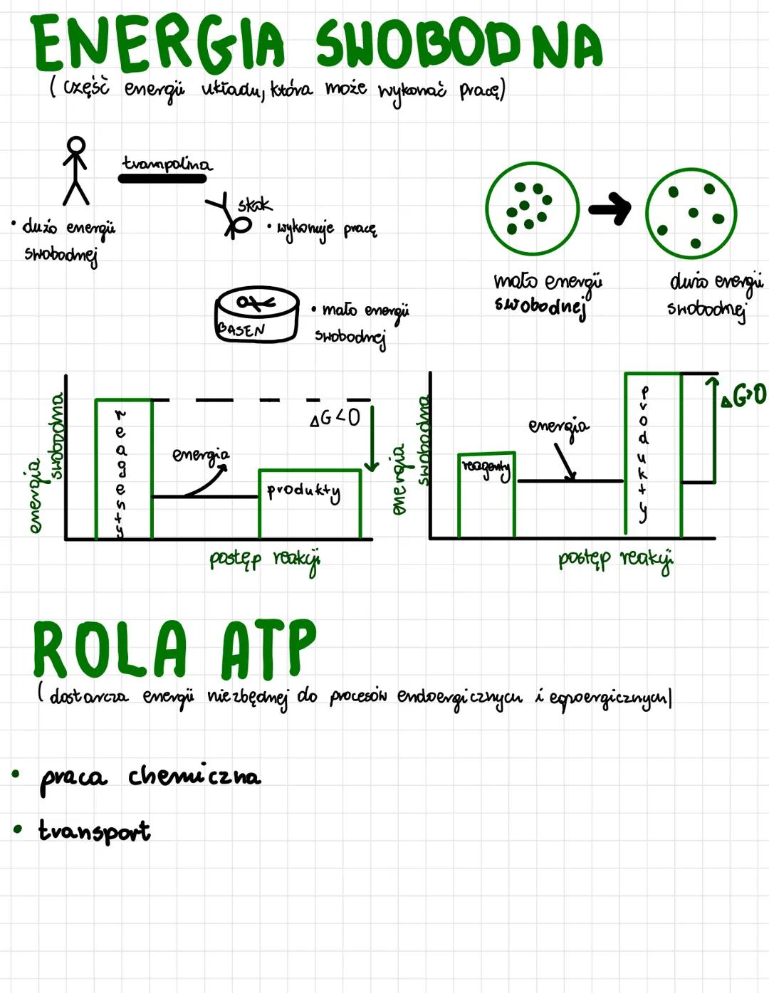 odnosi się do:
1
ATP
AMP ADP ATP
oksydacyjna
• proces powsta-
wania ATP kosztem
energii uwalnianej
podczas transportu
e-i H+.
np. oddychanie