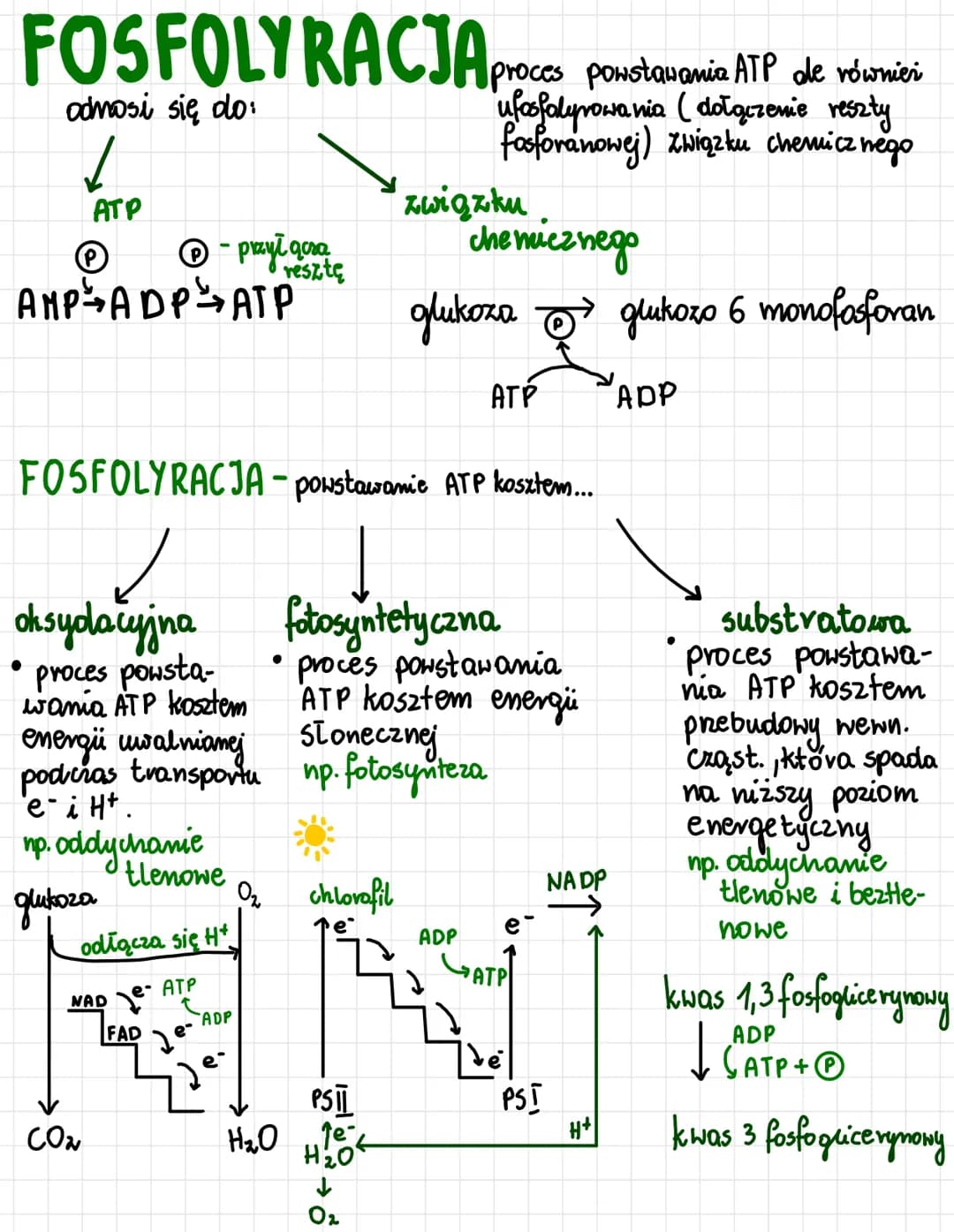 odnosi się do:
1
ATP
AMP ADP ATP
oksydacyjna
• proces powsta-
wania ATP kosztem
energii uwalnianej
podczas transportu
e-i H+.
np. oddychanie