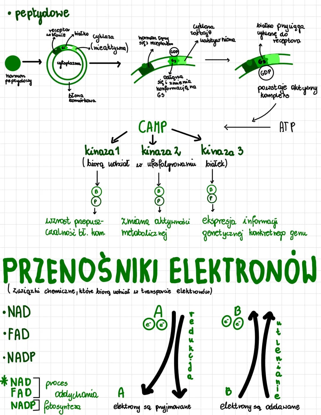 odnosi się do:
1
ATP
AMP ADP ATP
oksydacyjna
• proces powsta-
wania ATP kosztem
energii uwalnianej
podczas transportu
e-i H+.
np. oddychanie