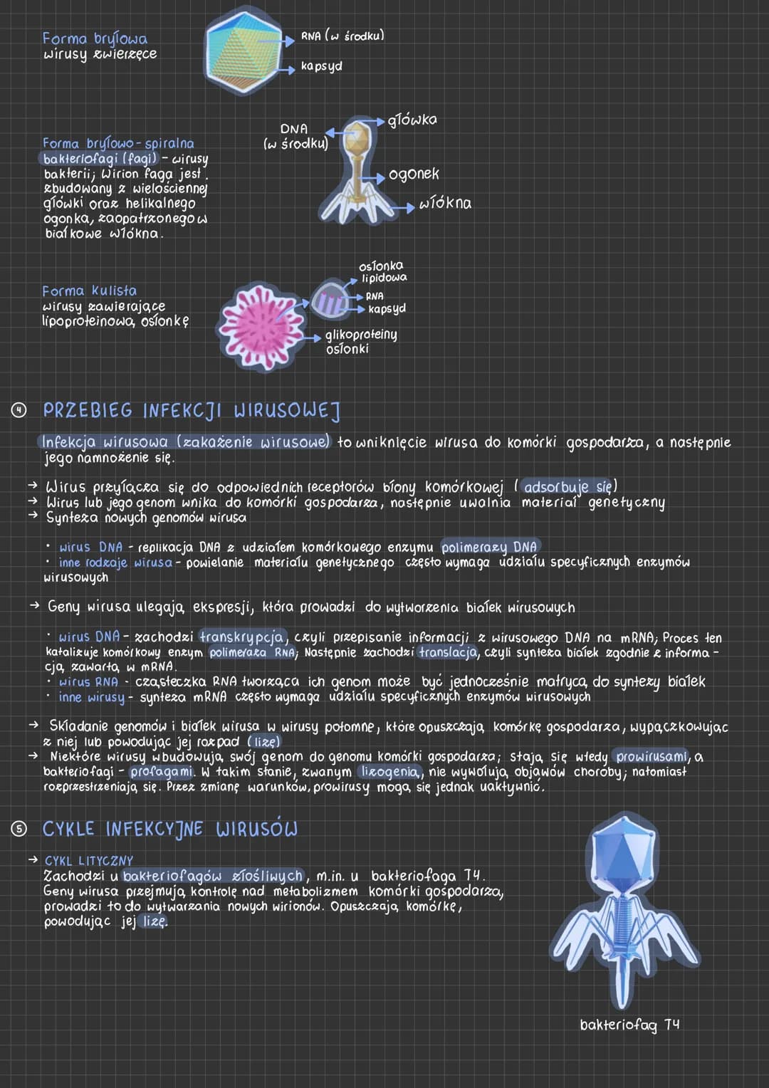 Wirusy
Ⓒ Wirusy
czynniki zakaźne zbudowane & biaĺka i kwasu nukleinowego; osiągają rozmiary od
kilku do kilkuset nanometrów. Są to wewnątrz 