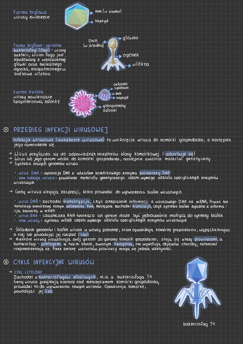 Wirusy
Ⓒ Wirusy
czynniki zakaźne zbudowane & biaĺka i kwasu nukleinowego; osiągają rozmiary od
kilku do kilkuset nanometrów. Są to wewnątrz 