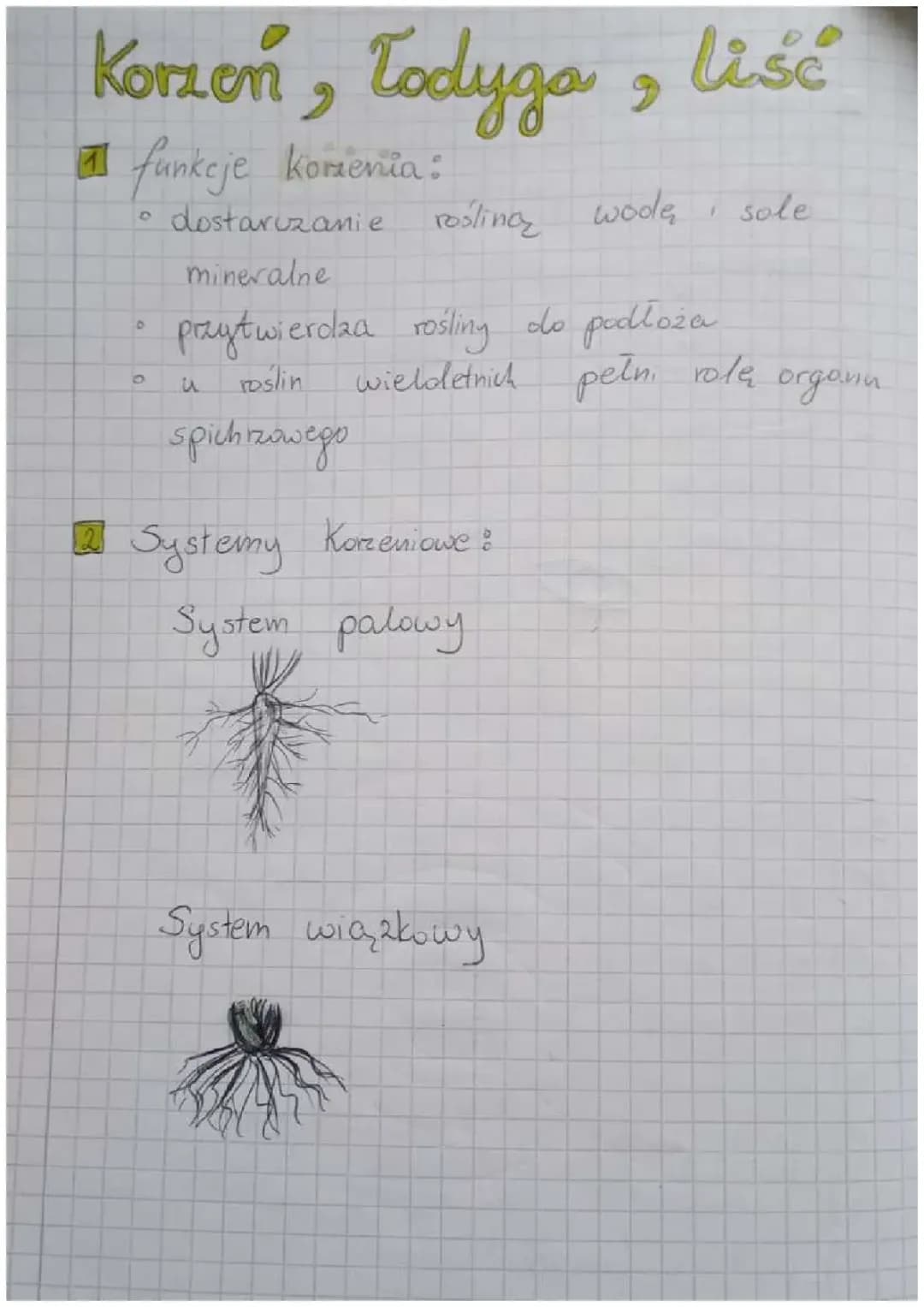 Korzeń, łodyga, liść