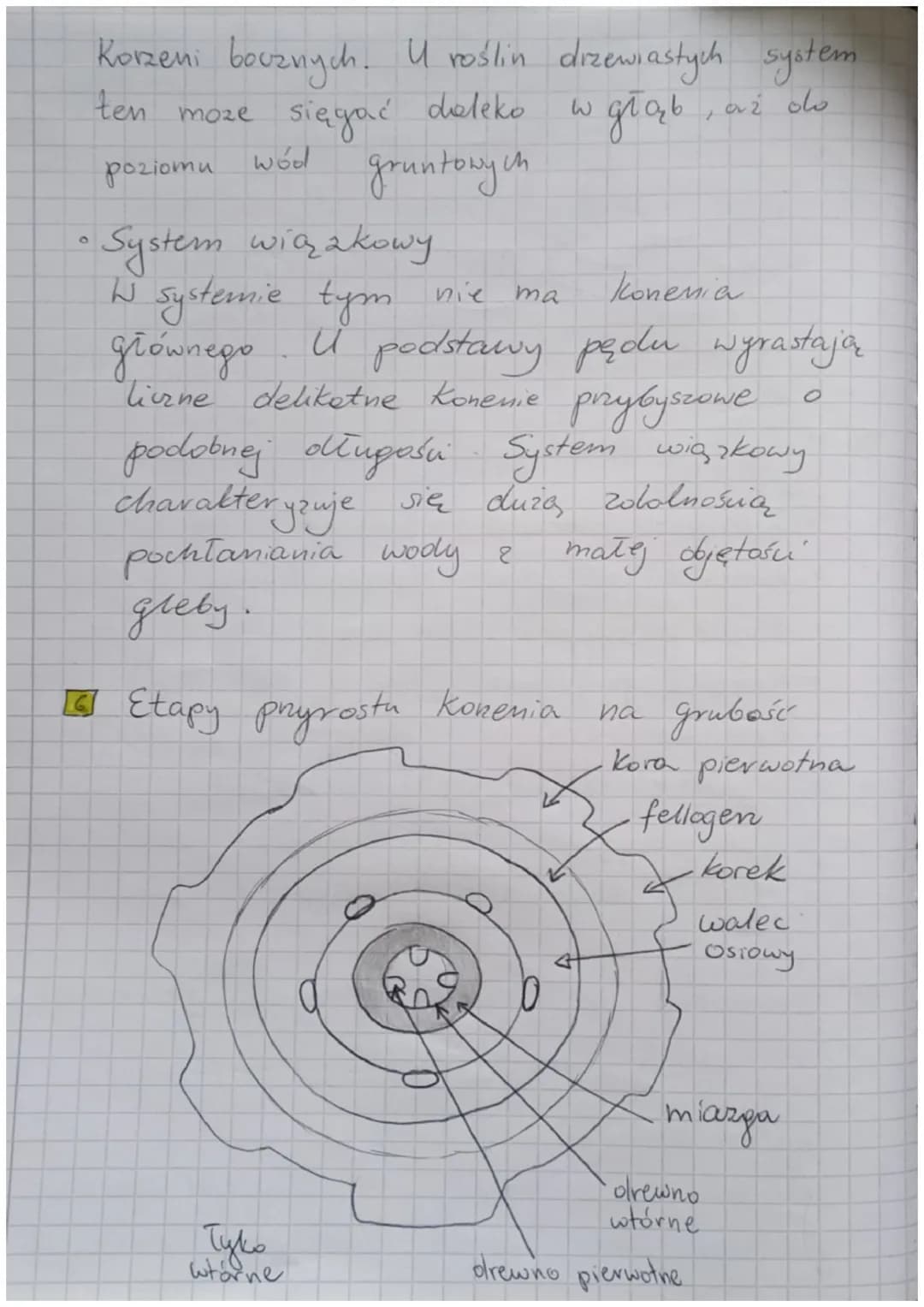 Korzeń, Todygo, liśc
funkcje komenia:
• dostarczanie rośliną wodę i sole
mineralne
przytwierdza rośling do podłoża
roślin
spichrzowego
D
O
w
