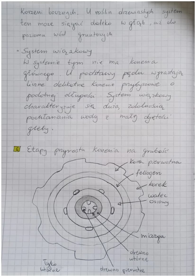 Korzeń, Todygo, liśc
funkcje komenia:
• dostarczanie rośliną wodę i sole
mineralne
przytwierdza rośling do podłoża
roślin
spichrzowego
D
O
w