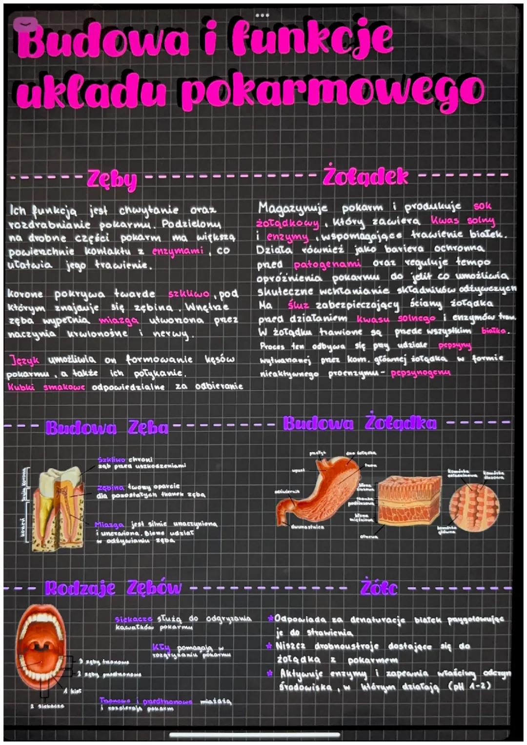 Anatomia i funkcje układu pokarmowego