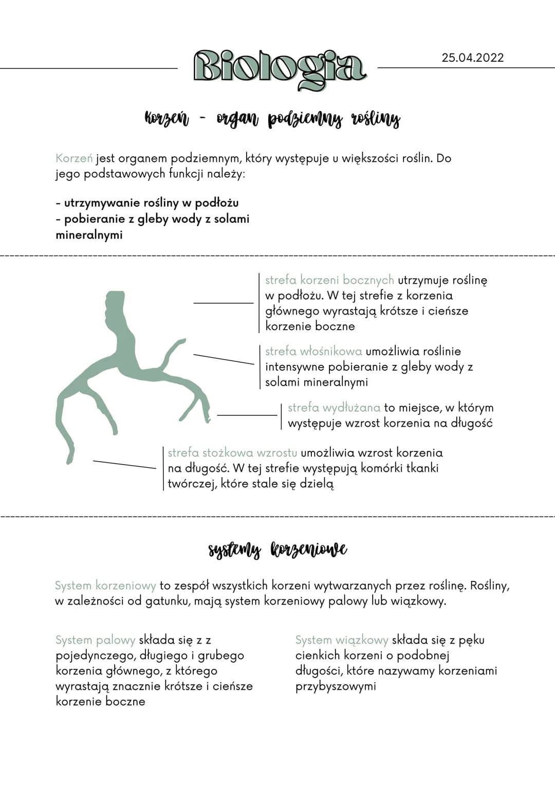 Biologia
Korzen organ podziemny rośliny
Korzeń jest organem podziemnym, który występuje u większości roślin. Do
jego podstawowych funkcji na
