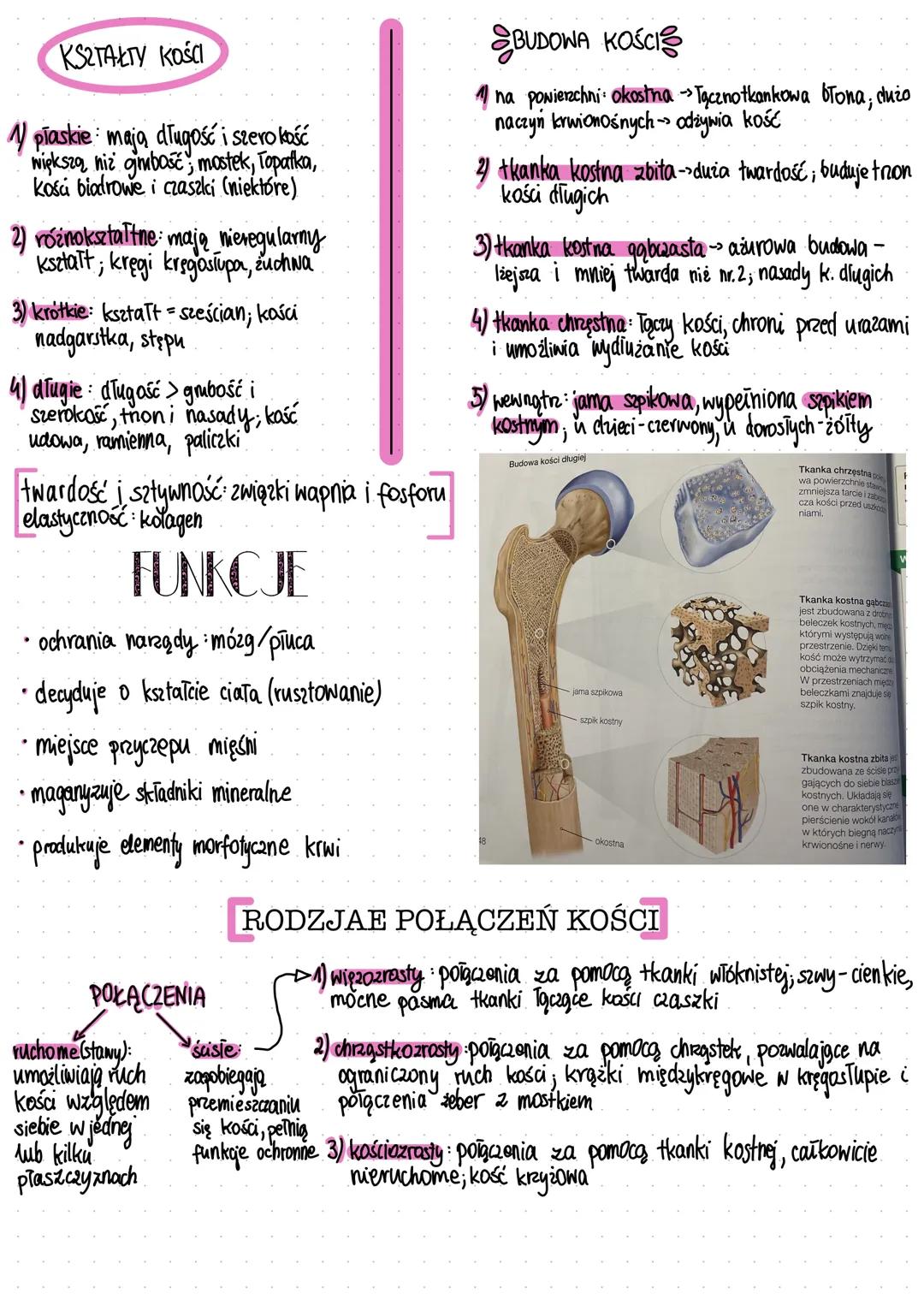 skóra:
- stanowi 15% masy
dorosłego człowieka
- ma powierzchnię ok.
2m
SKÓRA
BUDOWA I FUNKCJE SKÓRY
linie papilarne - listewki
skórne na pow