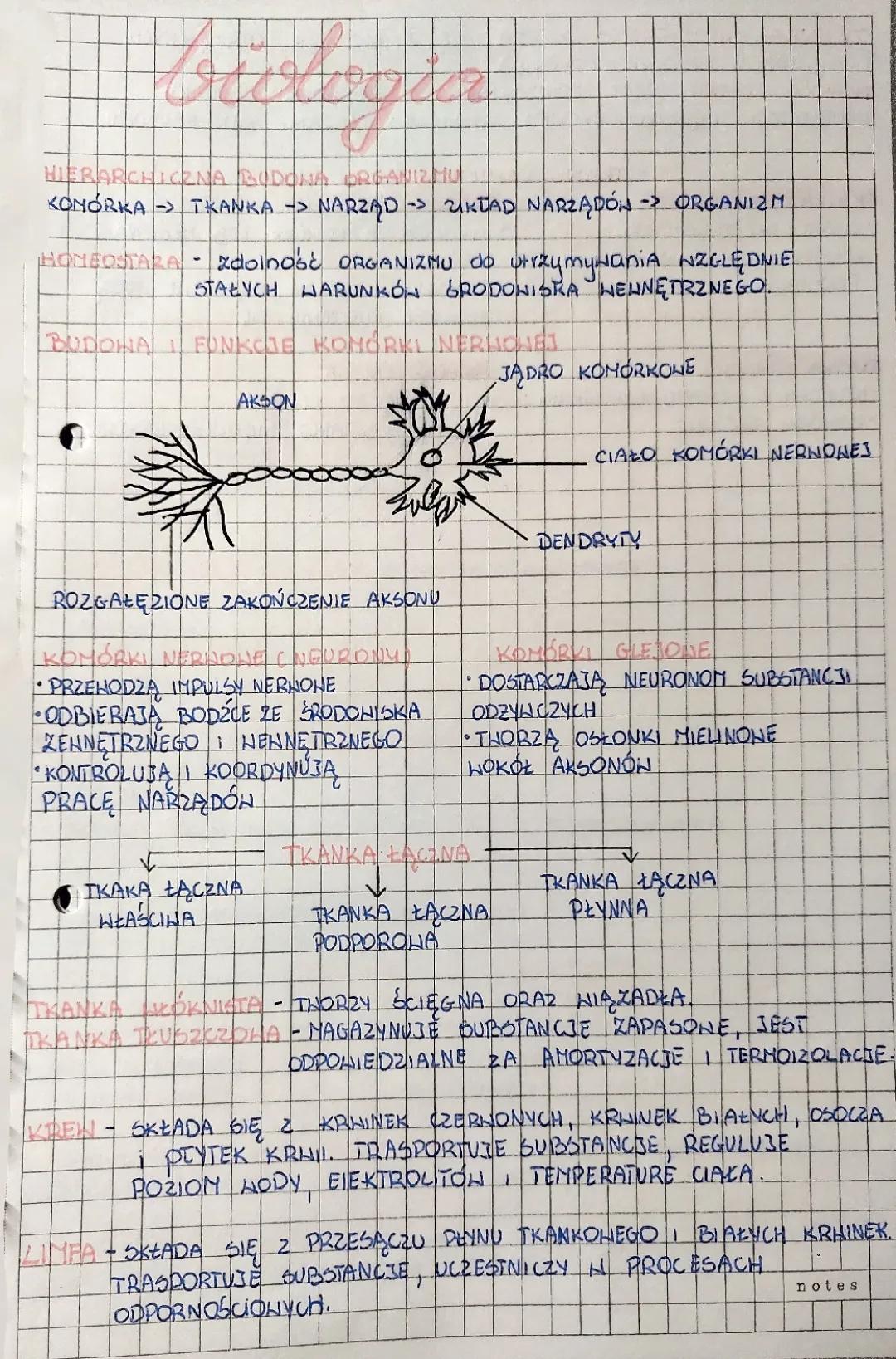 Zabawa z Hierarchiczną Budową Organizmu Człowieka i Roślin!