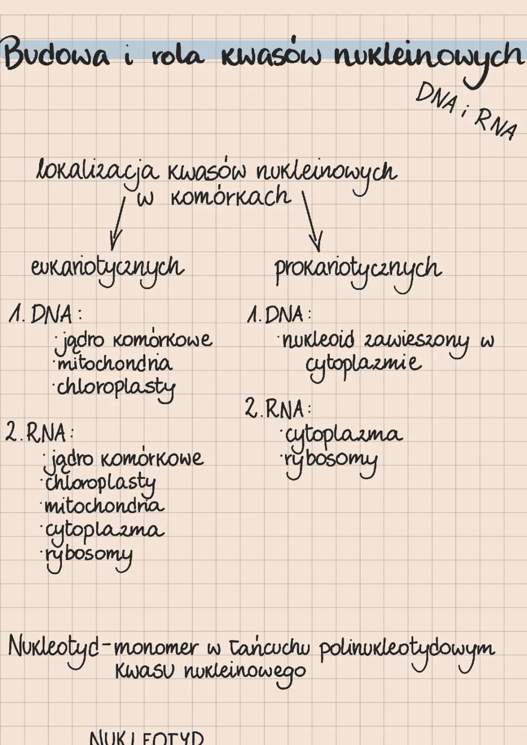 Budowa i Funkcje Kwasów Nukleinowych: DNA i RNA - Ściąga dla Ciebie!