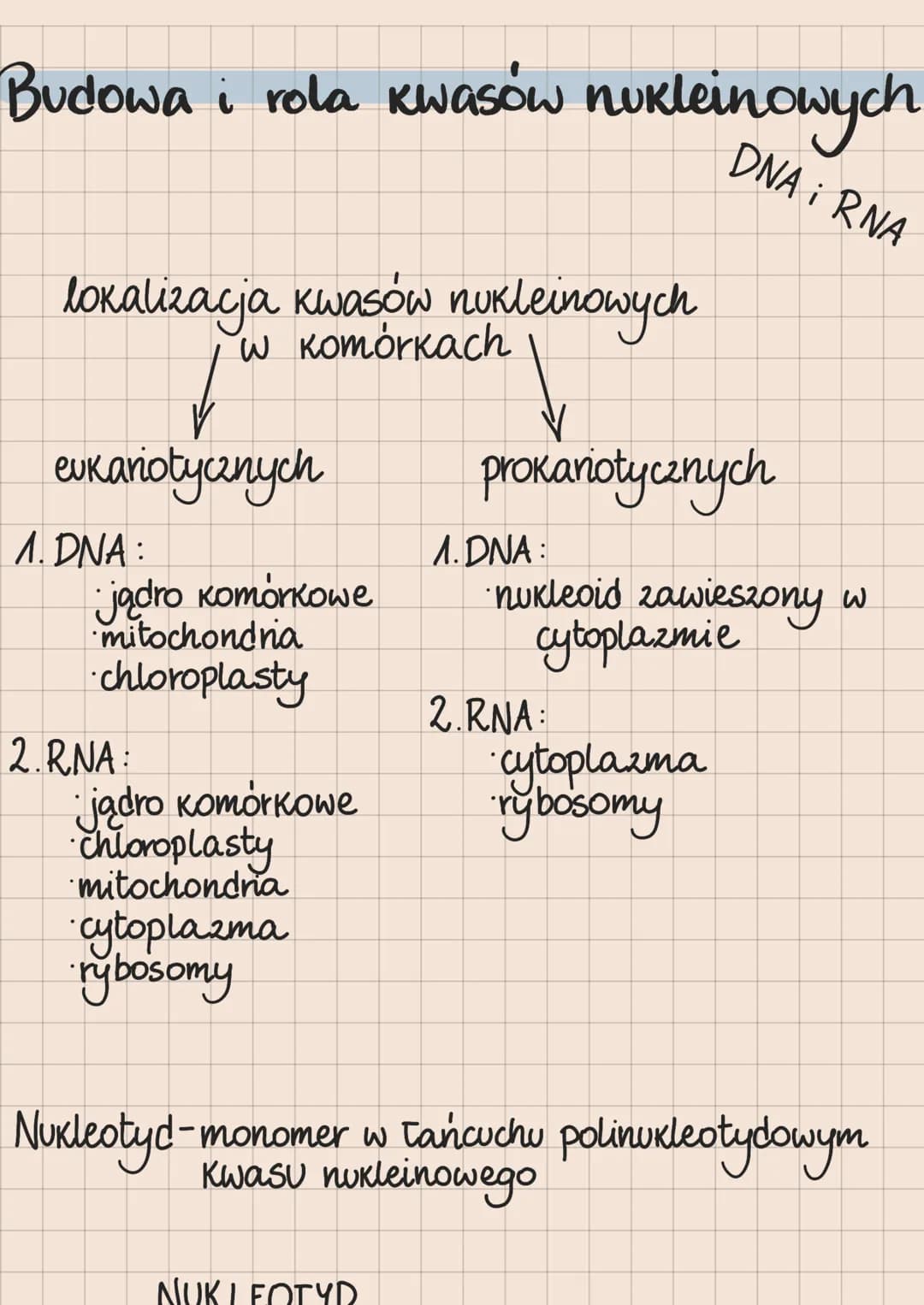 DNA i RNA
Budowa i rola kwasów nukleinowych
lokalizacja kwasów nukleinowych
w komórkach
eukariotycznych
1. DNA:
jądro komórkowe
mitochondria