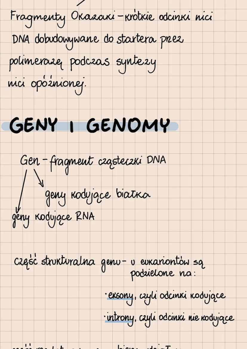 DNA i RNA
Budowa i rola kwasów nukleinowych
lokalizacja kwasów nukleinowych
w komórkach
eukariotycznych
1. DNA:
jądro komórkowe
mitochondria
