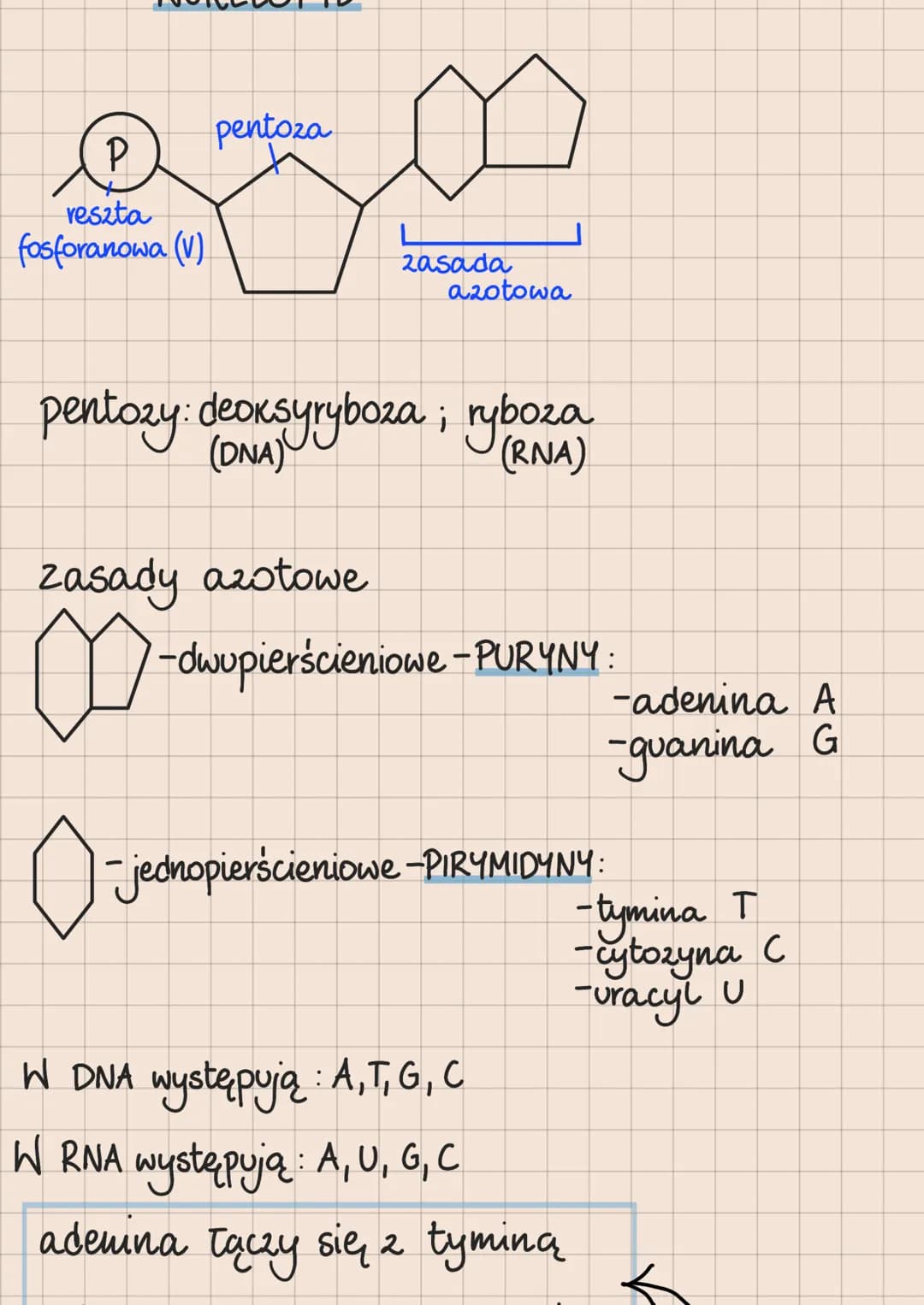 DNA i RNA
Budowa i rola kwasów nukleinowych
lokalizacja kwasów nukleinowych
w komórkach
eukariotycznych
1. DNA:
jądro komórkowe
mitochondria