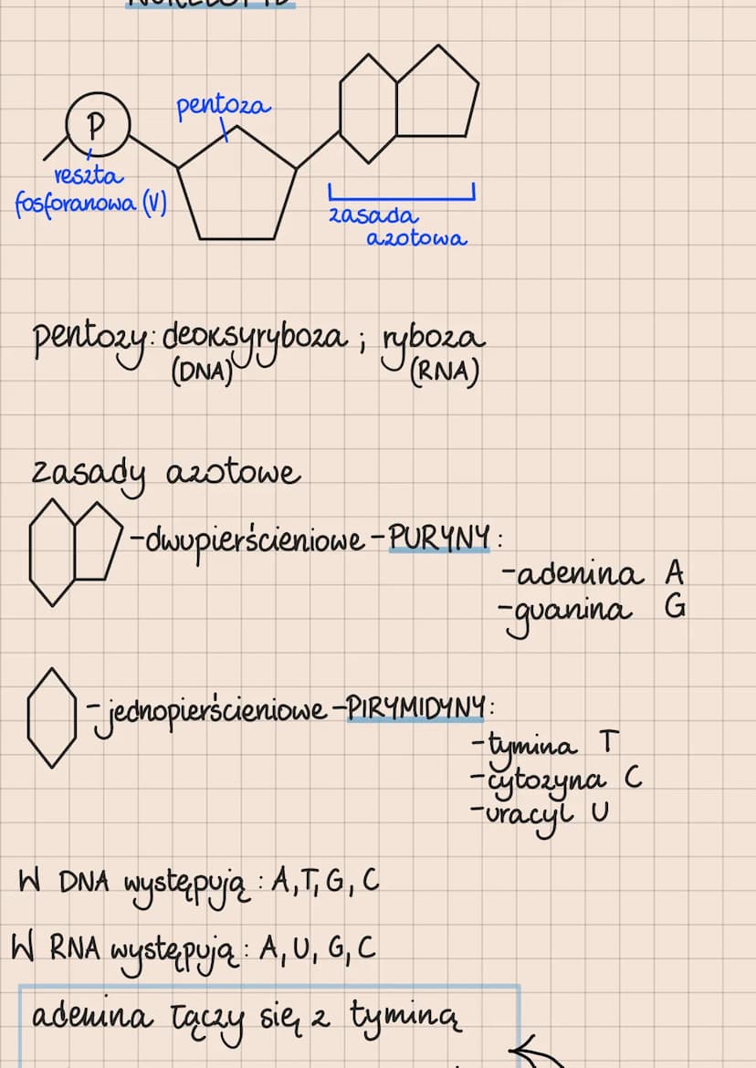 DNA i RNA
Budowa i rola kwasów nukleinowych
lokalizacja kwasów nukleinowych
w komórkach
eukariotycznych
1. DNA:
jądro komórkowe
mitochondria
