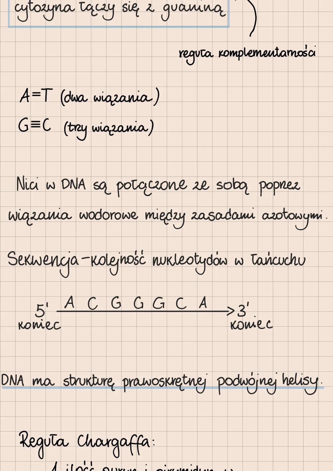 DNA i RNA
Budowa i rola kwasów nukleinowych
lokalizacja kwasów nukleinowych
w komórkach
eukariotycznych
1. DNA:
jądro komórkowe
mitochondria