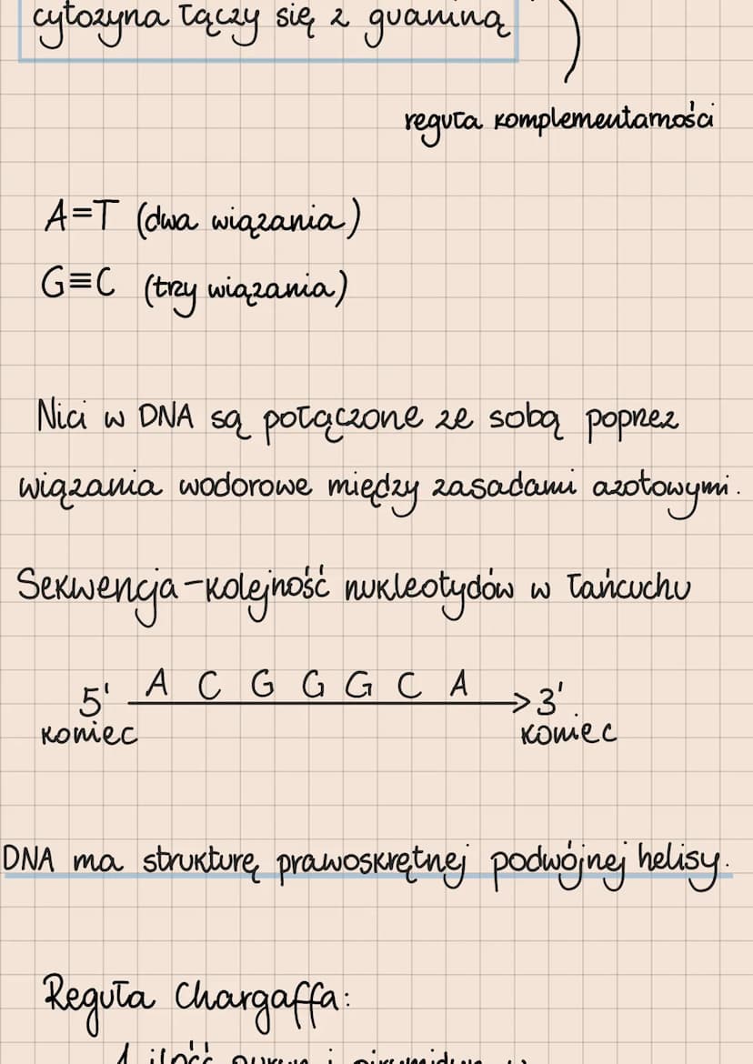 DNA i RNA
Budowa i rola kwasów nukleinowych
lokalizacja kwasów nukleinowych
w komórkach
eukariotycznych
1. DNA:
jądro komórkowe
mitochondria