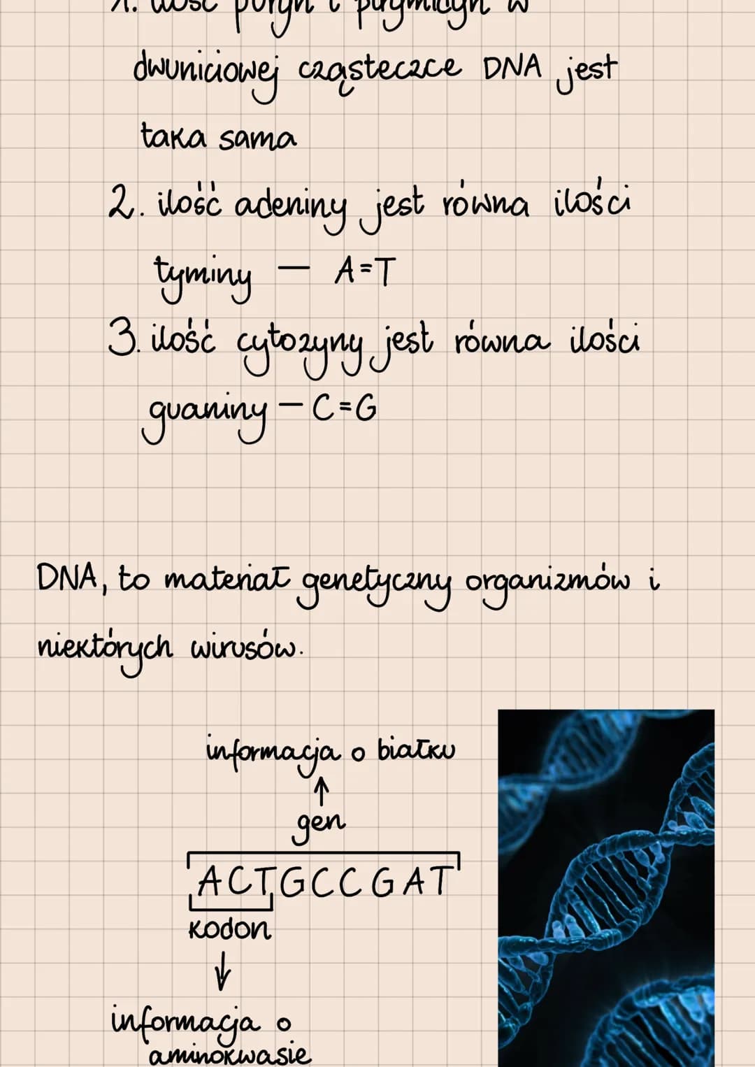 DNA i RNA
Budowa i rola kwasów nukleinowych
lokalizacja kwasów nukleinowych
w komórkach
eukariotycznych
1. DNA:
jądro komórkowe
mitochondria