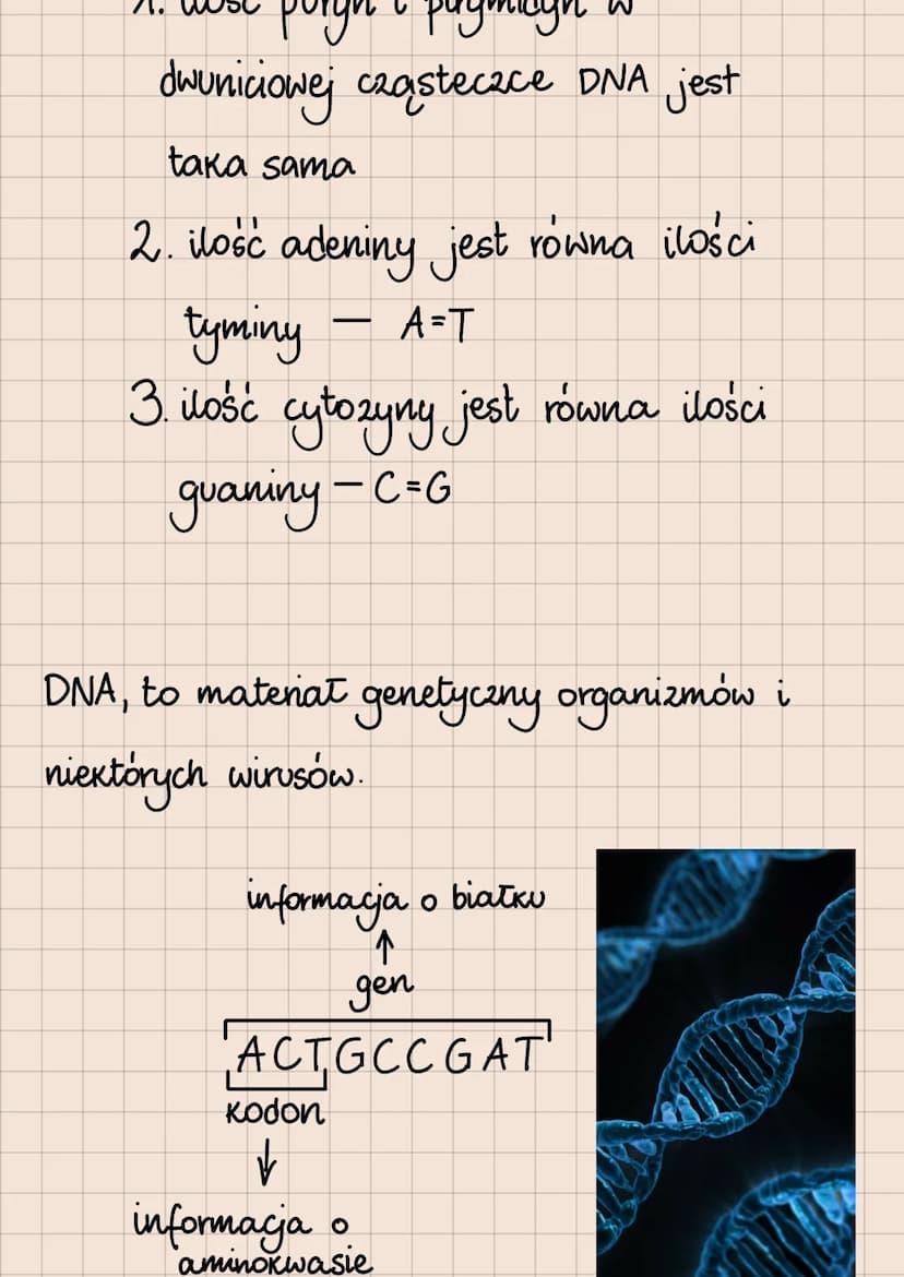 DNA i RNA
Budowa i rola kwasów nukleinowych
lokalizacja kwasów nukleinowych
w komórkach
eukariotycznych
1. DNA:
jądro komórkowe
mitochondria