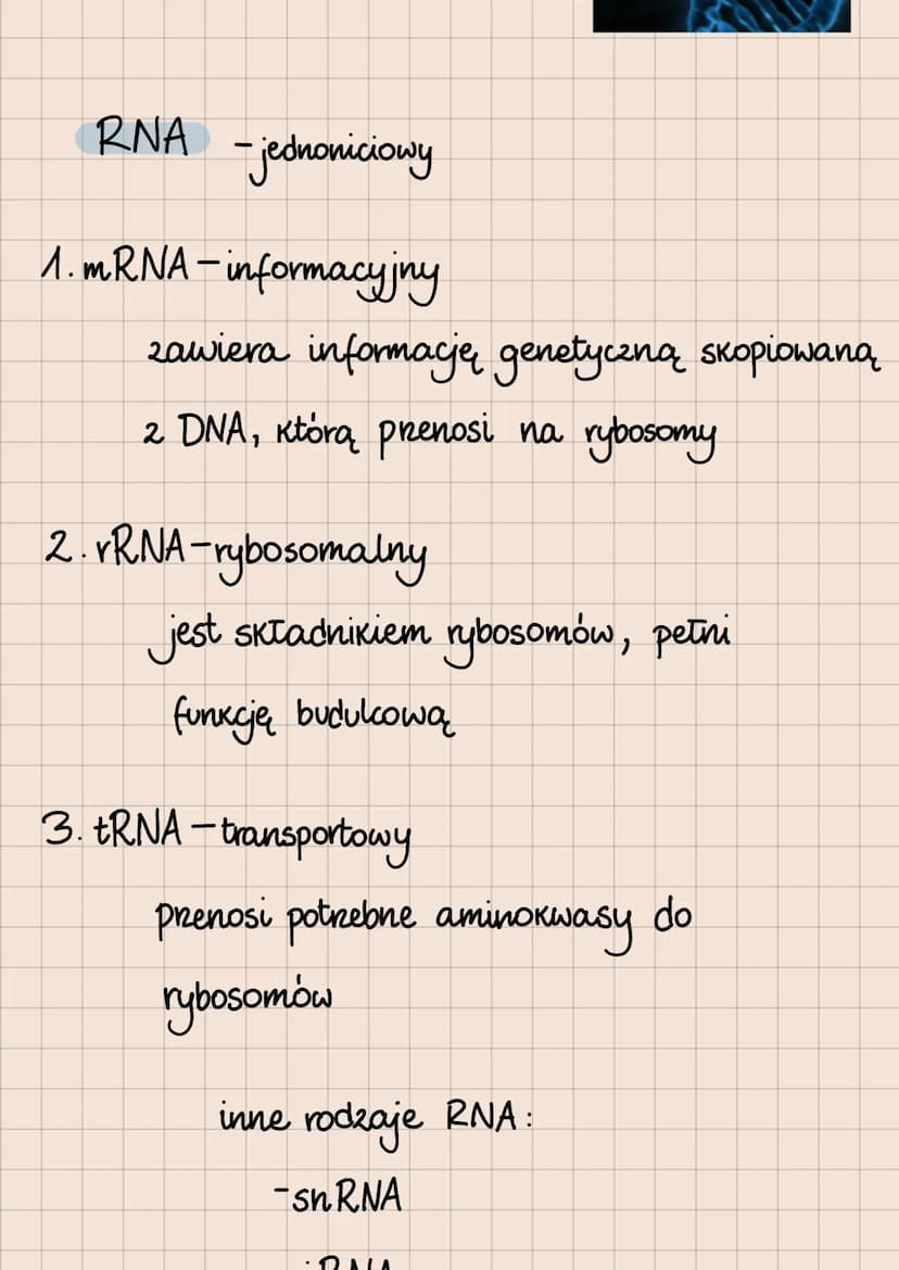 DNA i RNA
Budowa i rola kwasów nukleinowych
lokalizacja kwasów nukleinowych
w komórkach
eukariotycznych
1. DNA:
jądro komórkowe
mitochondria