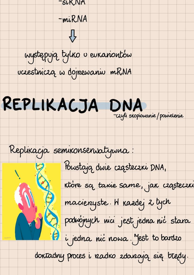 DNA i RNA
Budowa i rola kwasów nukleinowych
lokalizacja kwasów nukleinowych
w komórkach
eukariotycznych
1. DNA:
jądro komórkowe
mitochondria