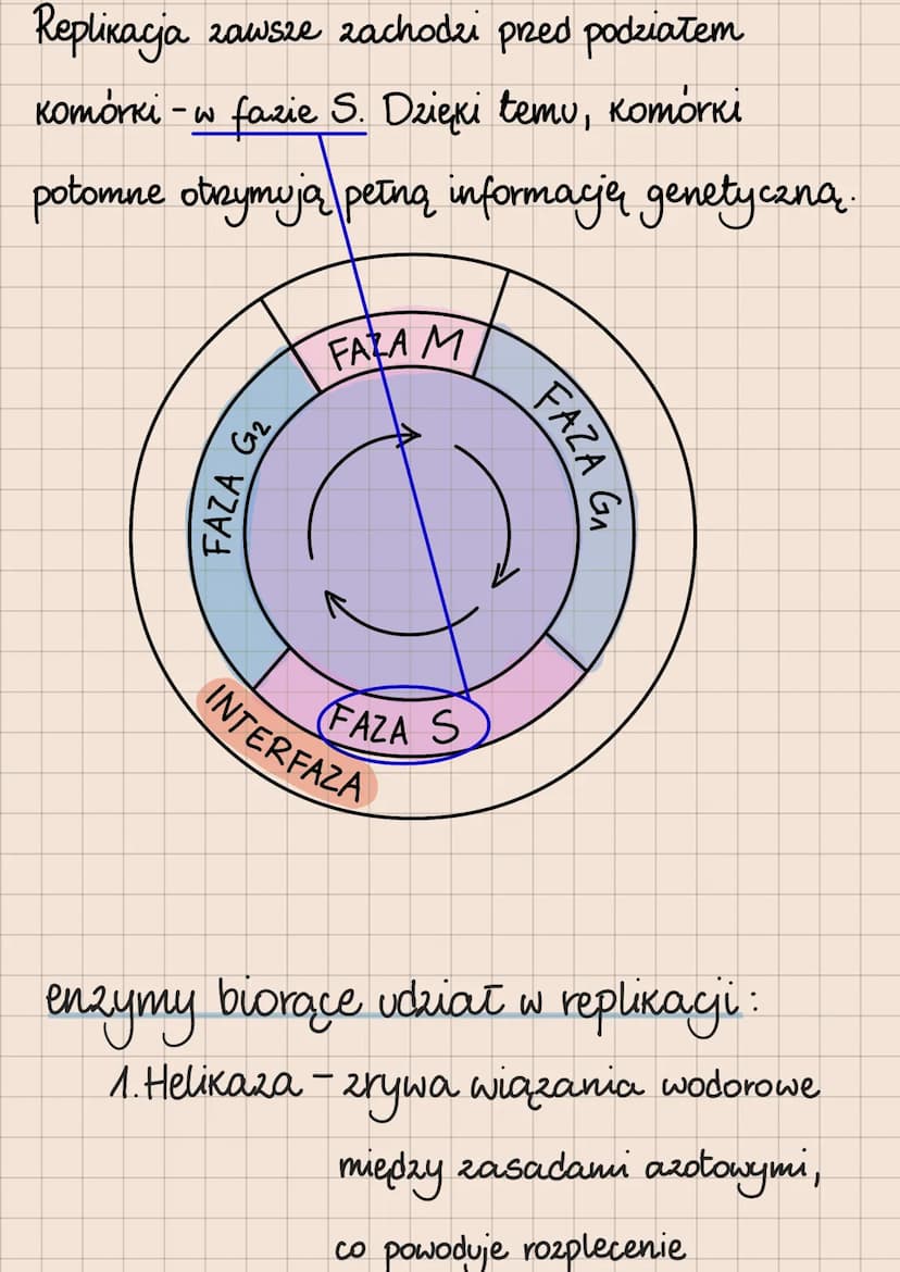 DNA i RNA
Budowa i rola kwasów nukleinowych
lokalizacja kwasów nukleinowych
w komórkach
eukariotycznych
1. DNA:
jądro komórkowe
mitochondria