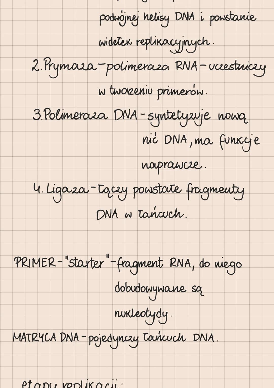DNA i RNA
Budowa i rola kwasów nukleinowych
lokalizacja kwasów nukleinowych
w komórkach
eukariotycznych
1. DNA:
jądro komórkowe
mitochondria
