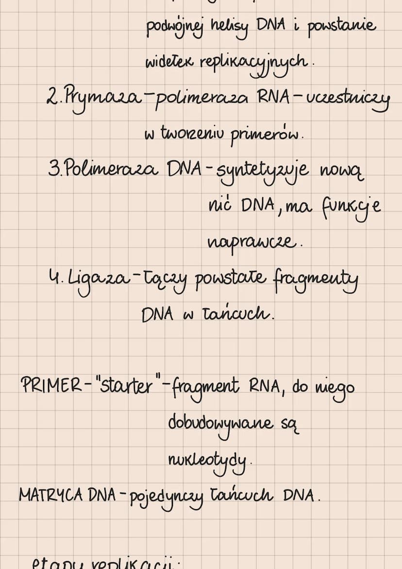 DNA i RNA
Budowa i rola kwasów nukleinowych
lokalizacja kwasów nukleinowych
w komórkach
eukariotycznych
1. DNA:
jądro komórkowe
mitochondria