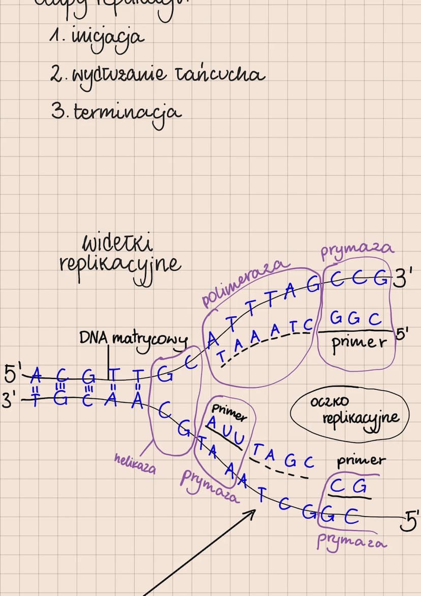 DNA i RNA
Budowa i rola kwasów nukleinowych
lokalizacja kwasów nukleinowych
w komórkach
eukariotycznych
1. DNA:
jądro komórkowe
mitochondria
