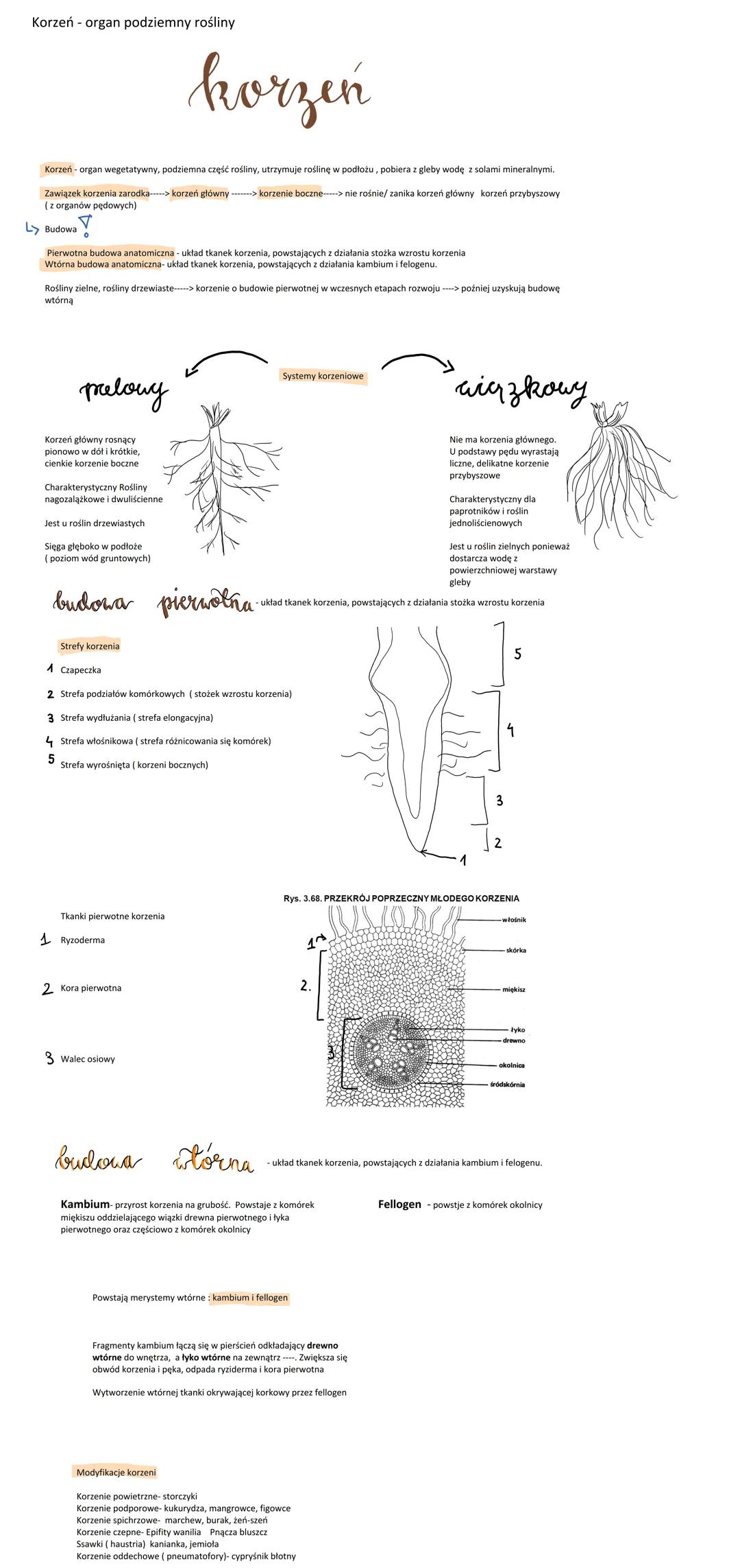 Korzeń - Podstawowe Informacje o Organach Roślinnych