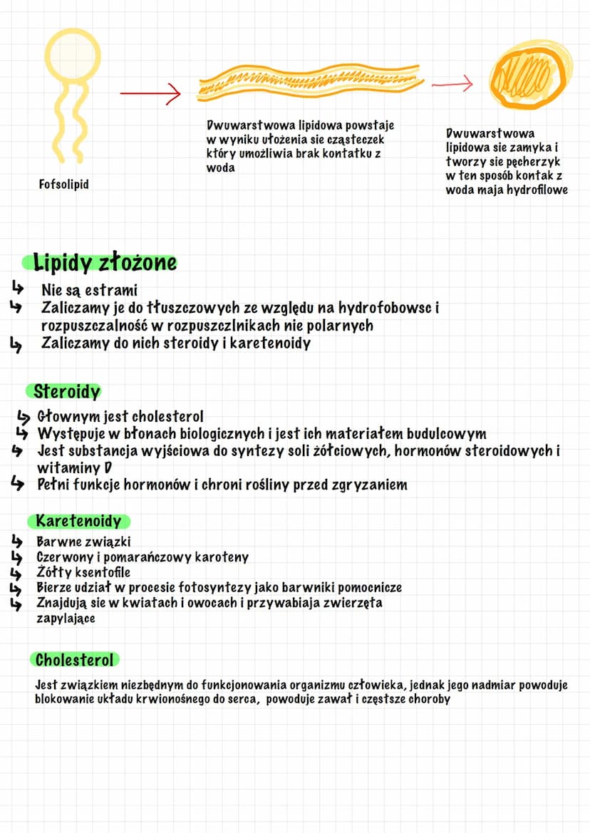Budowa i funkcije lipidów
Lipidy (tłuszczowe)
Główny składnik błon biologicznych
Funkcja substancji zapasowej
> Tkanka tłuszczowa zapewnia t