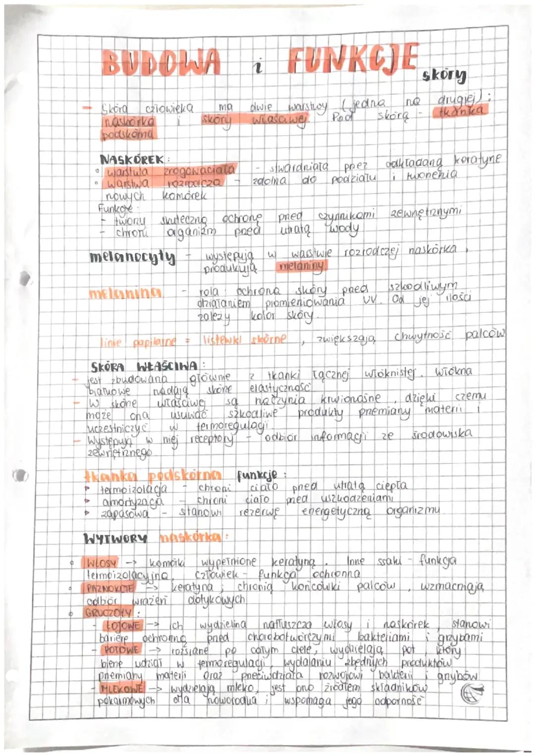 Budowa i Funkcje Skóry – Kluczowe Informacje