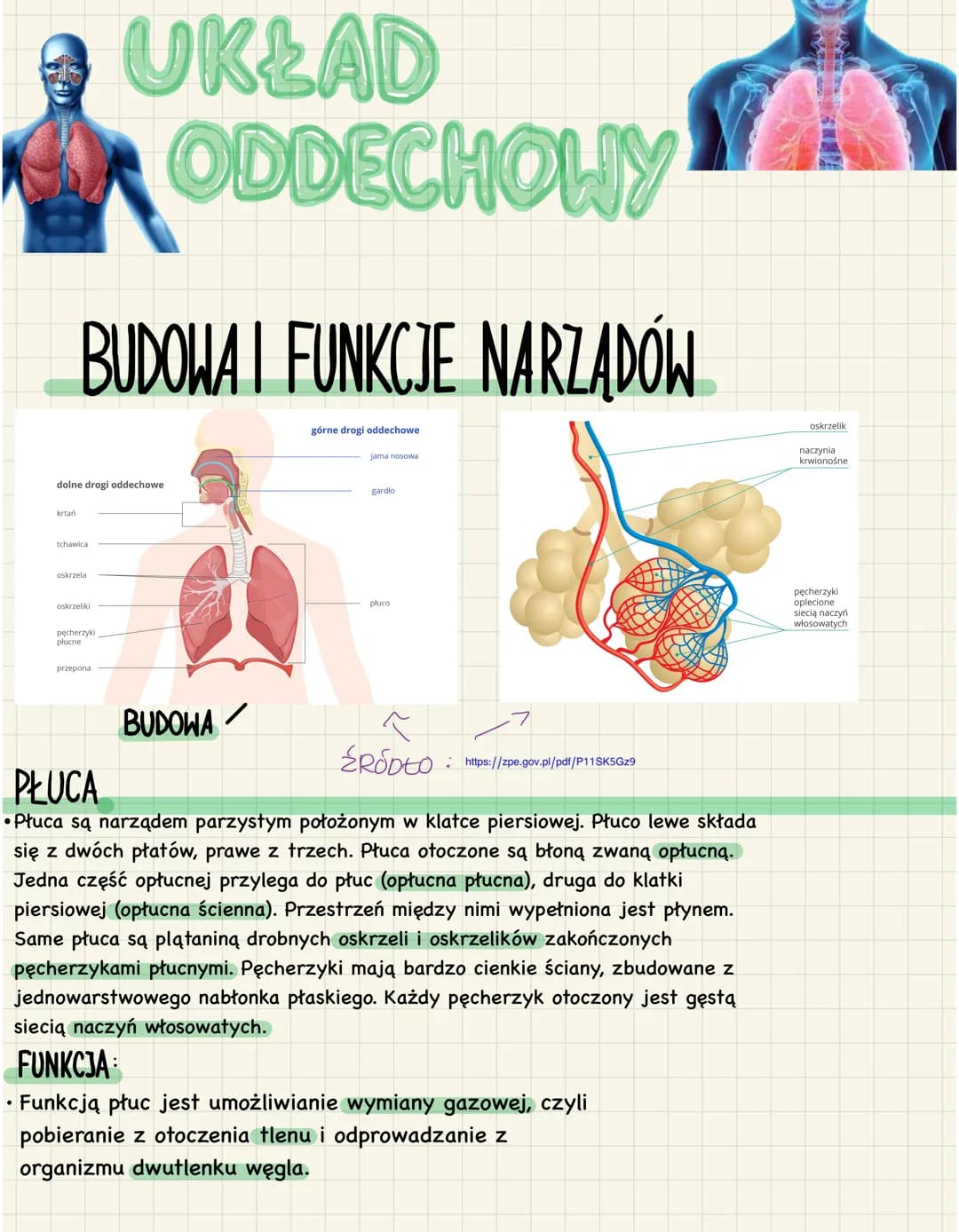 krtań
BUDOWA I FUNKCJE NARZĄDÓW
dolne drogi oddechowe
tchawica
oskrzela
oskrzeliki
pęcherzyki
płucne
UKŁAD
ODDECHOWY
przepona
BUDOWA
:
górne